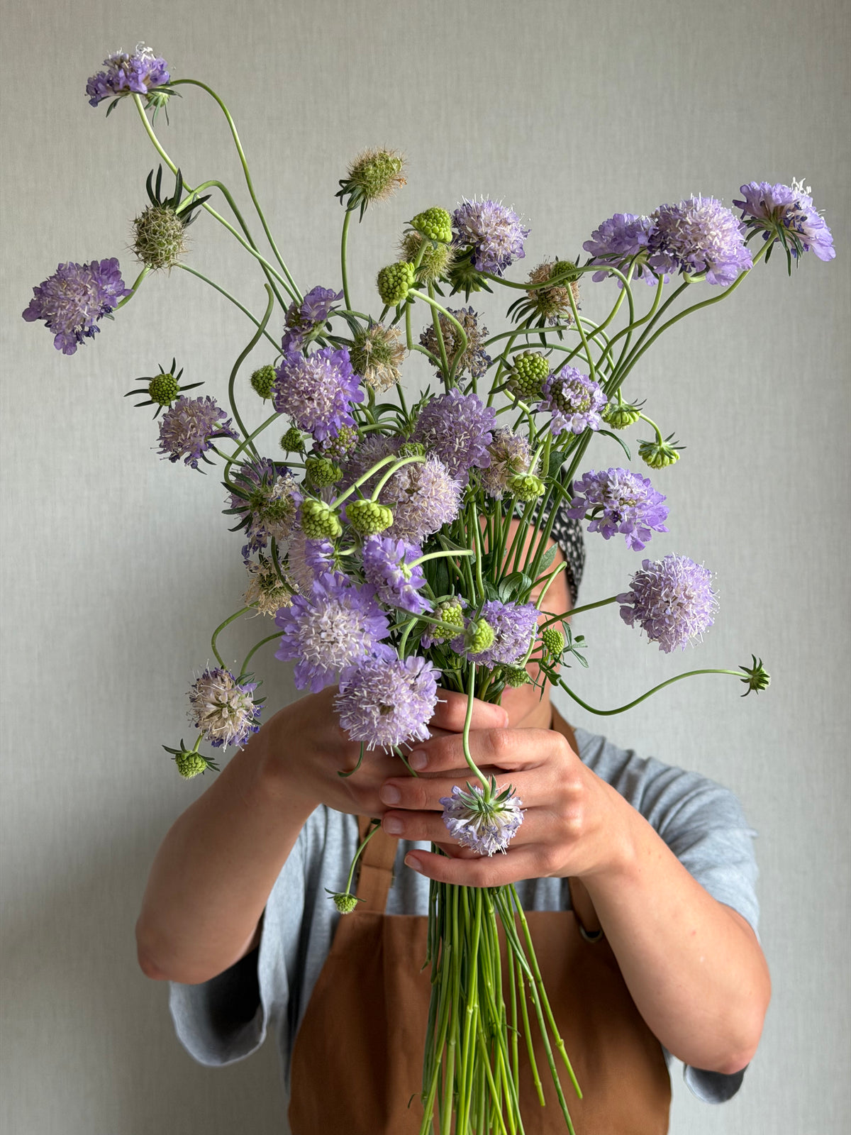 Scabiosa Oxford Blue - FluffyFlower