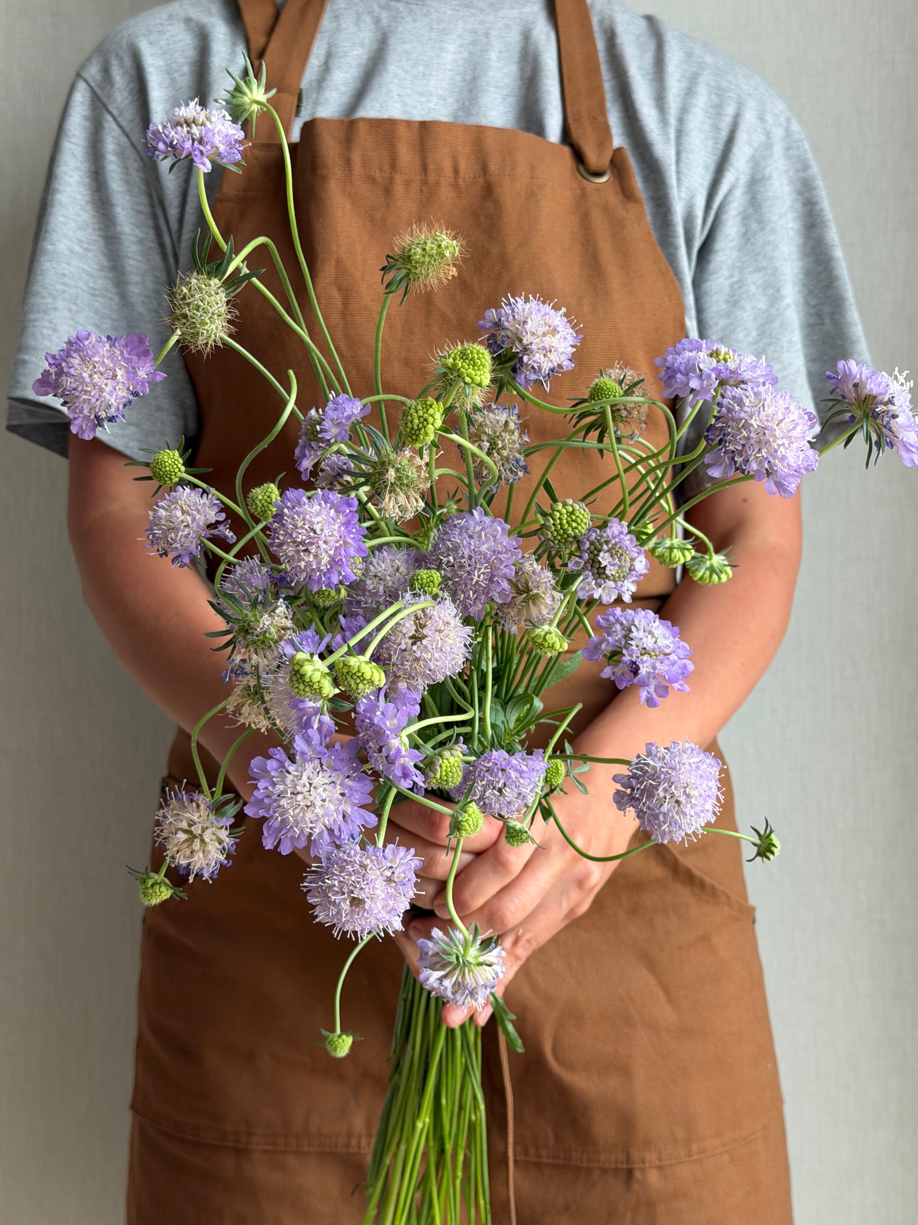 Scabiosa Oxford Blue - FluffyFlower