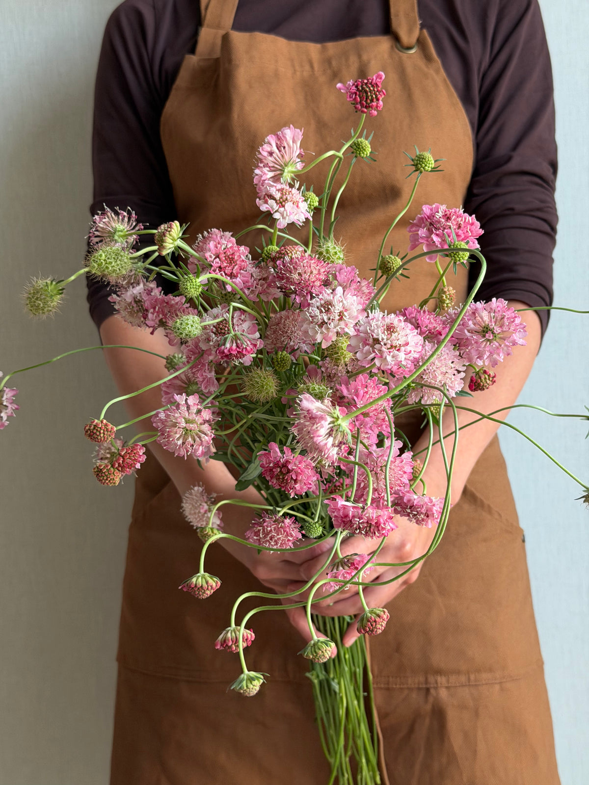 Scabiosa Salmon Queen - FluffyFlower