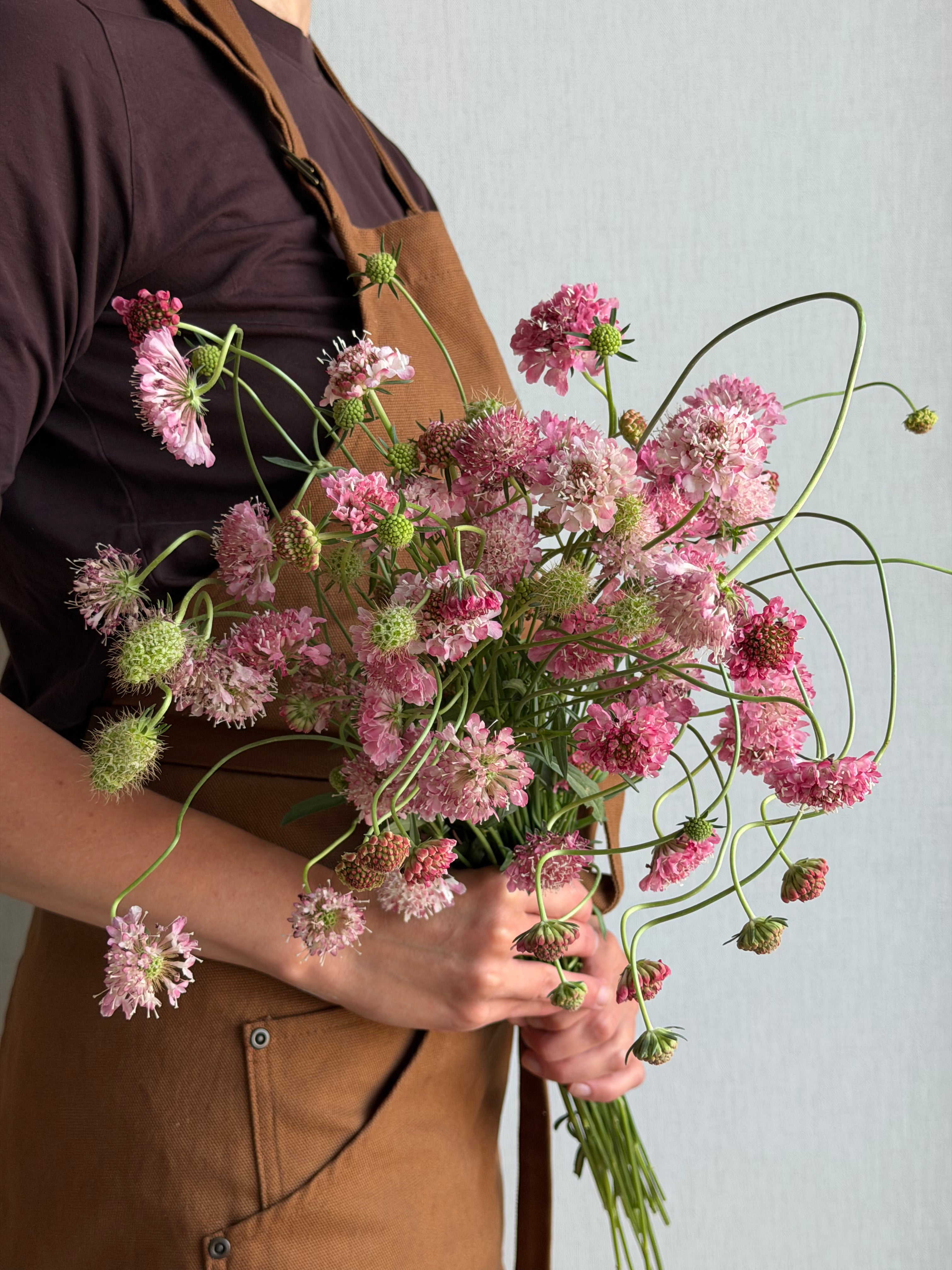 Scabiosa Salmon Queen - FluffyFlower