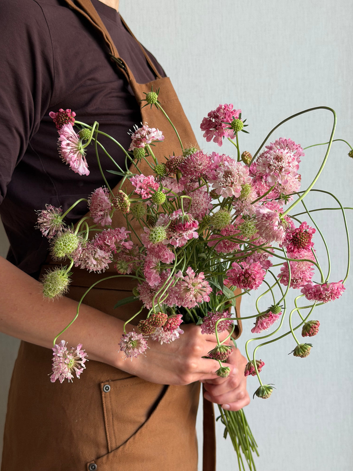 Scabiosa Salmon Queen - FluffyFlower