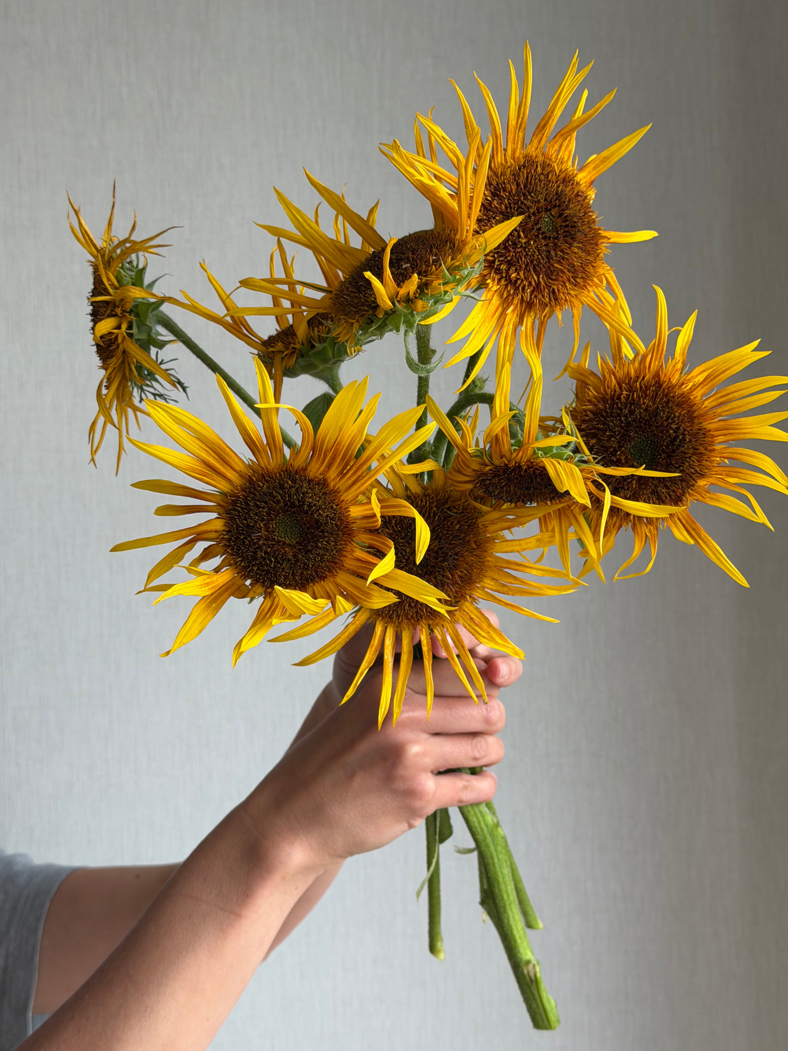 Sunflower (Helianthus) Astra Yellow - FluffyFlower