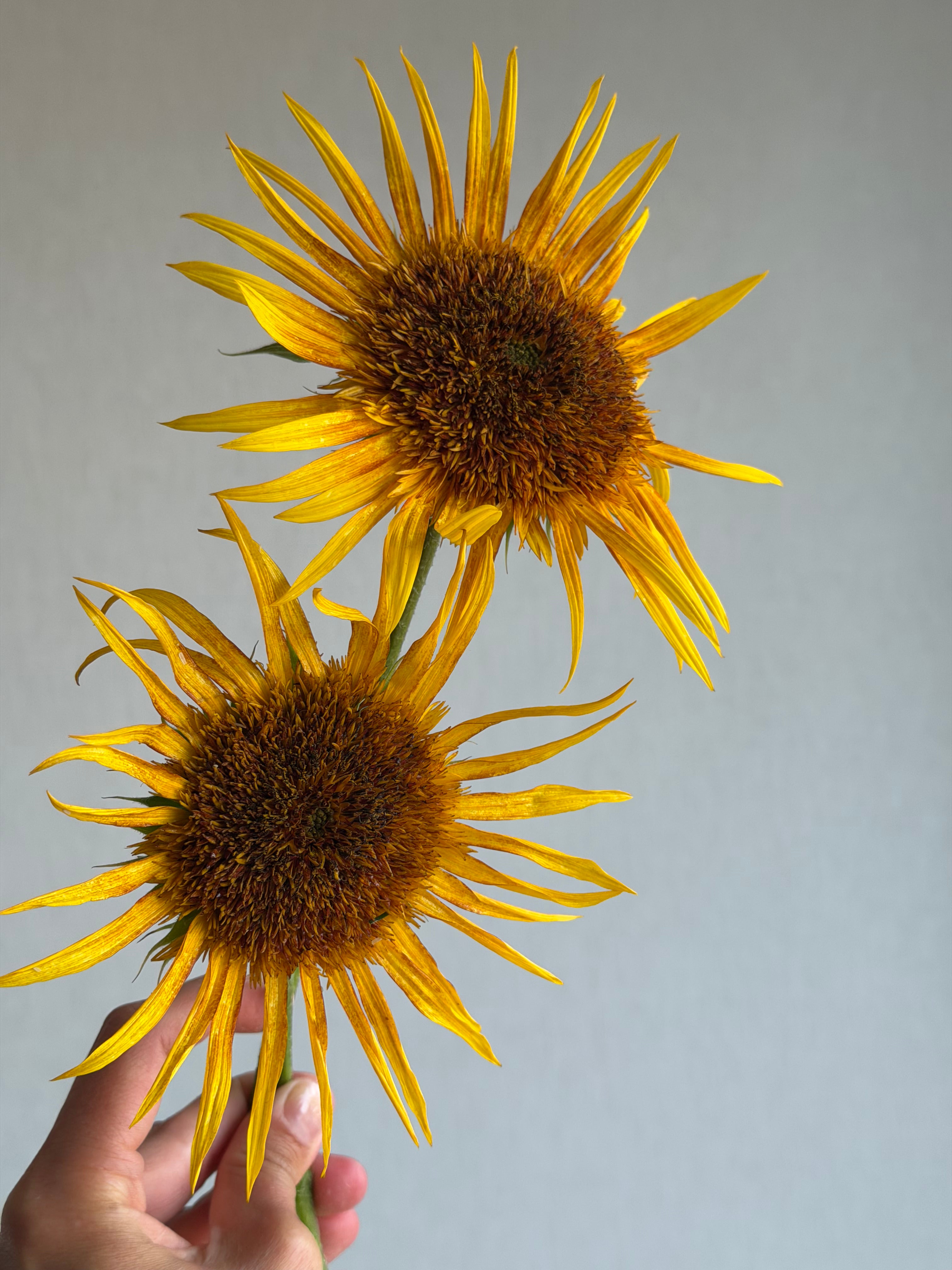 Sunflower (Helianthus) Astra Yellow - FluffyFlower