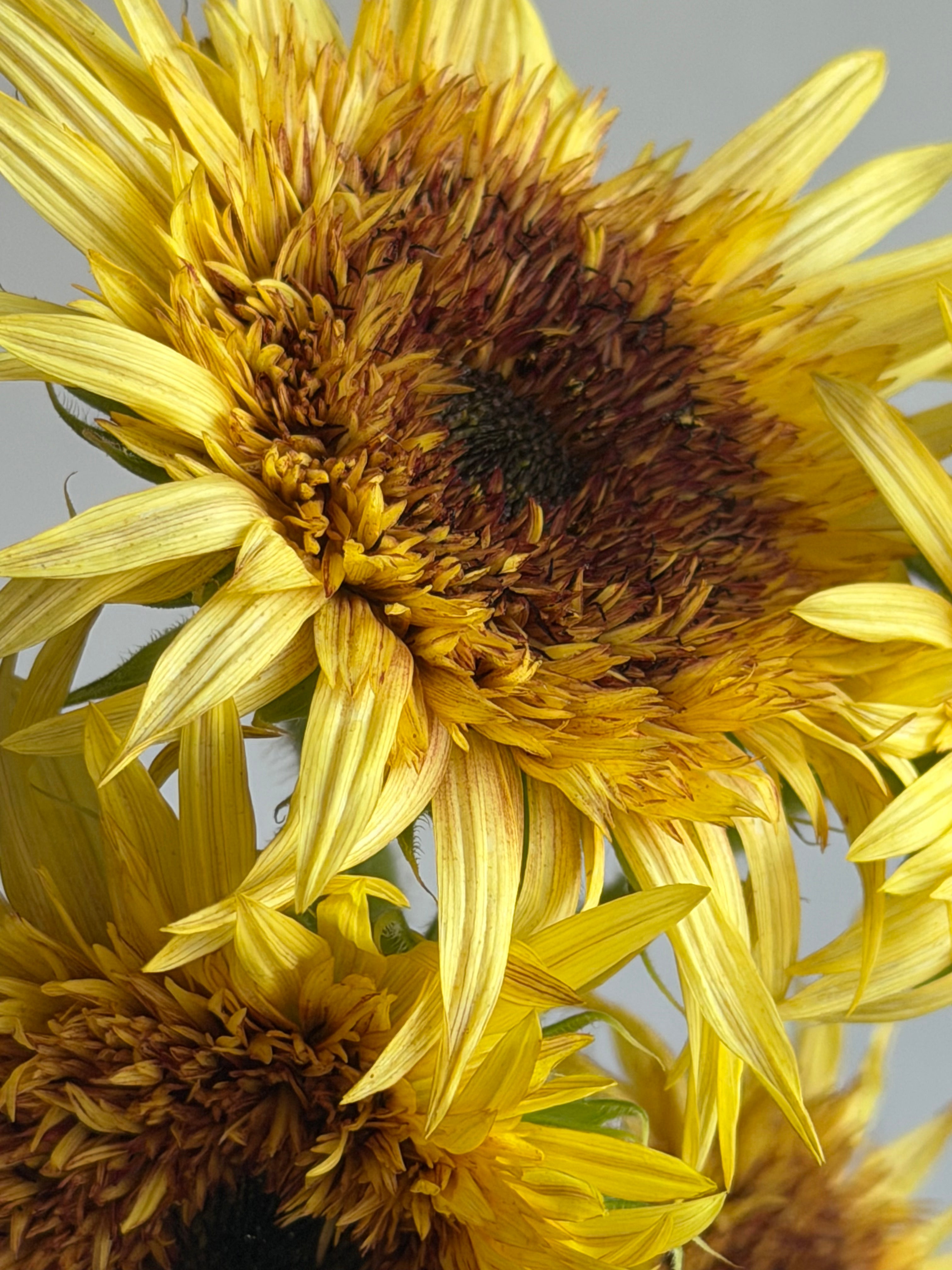 Sunflower (Helianthus) Astra Rose - FluffyFlower