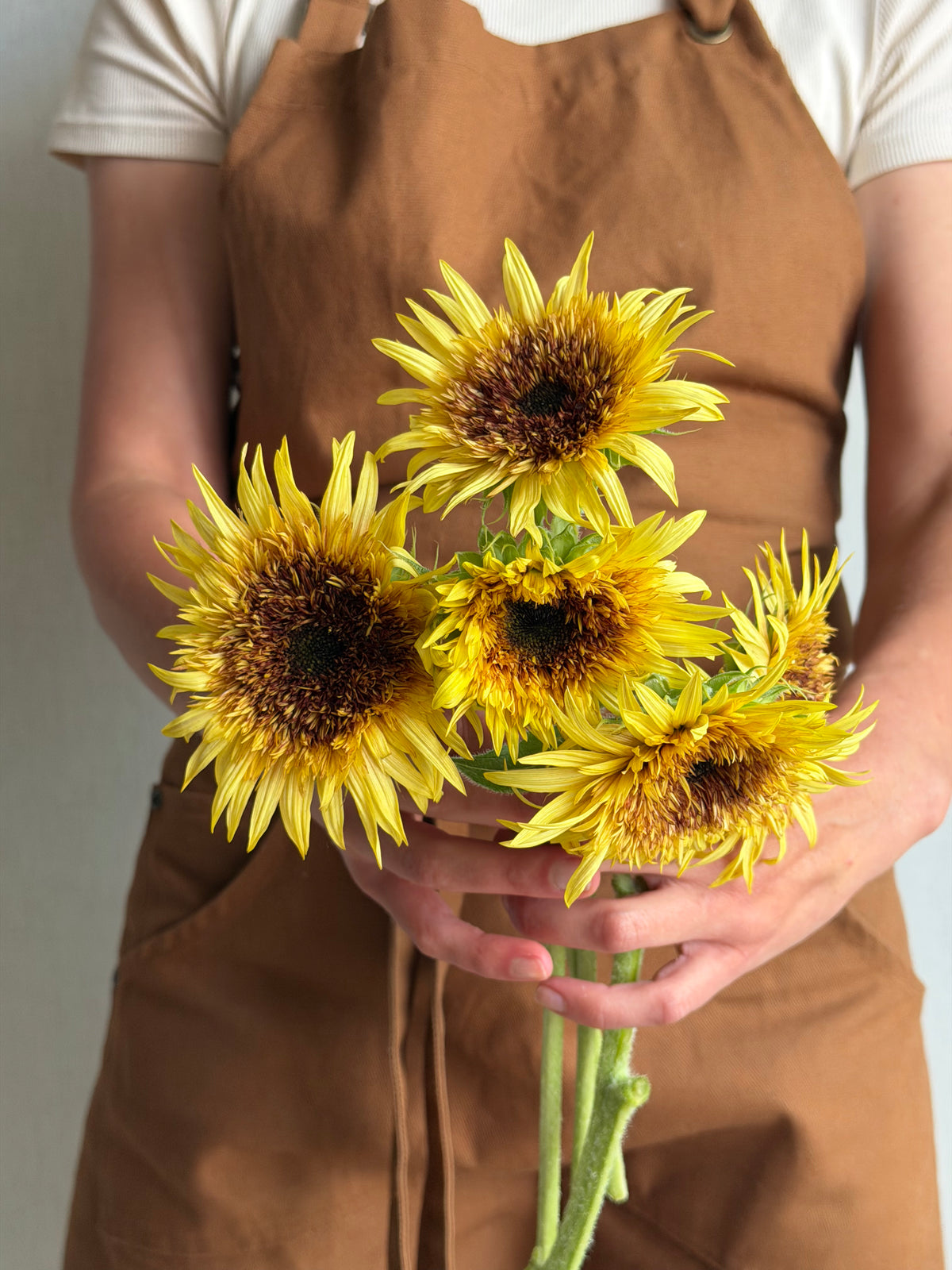Sunflower (Helianthus) Astra Rose - FluffyFlower