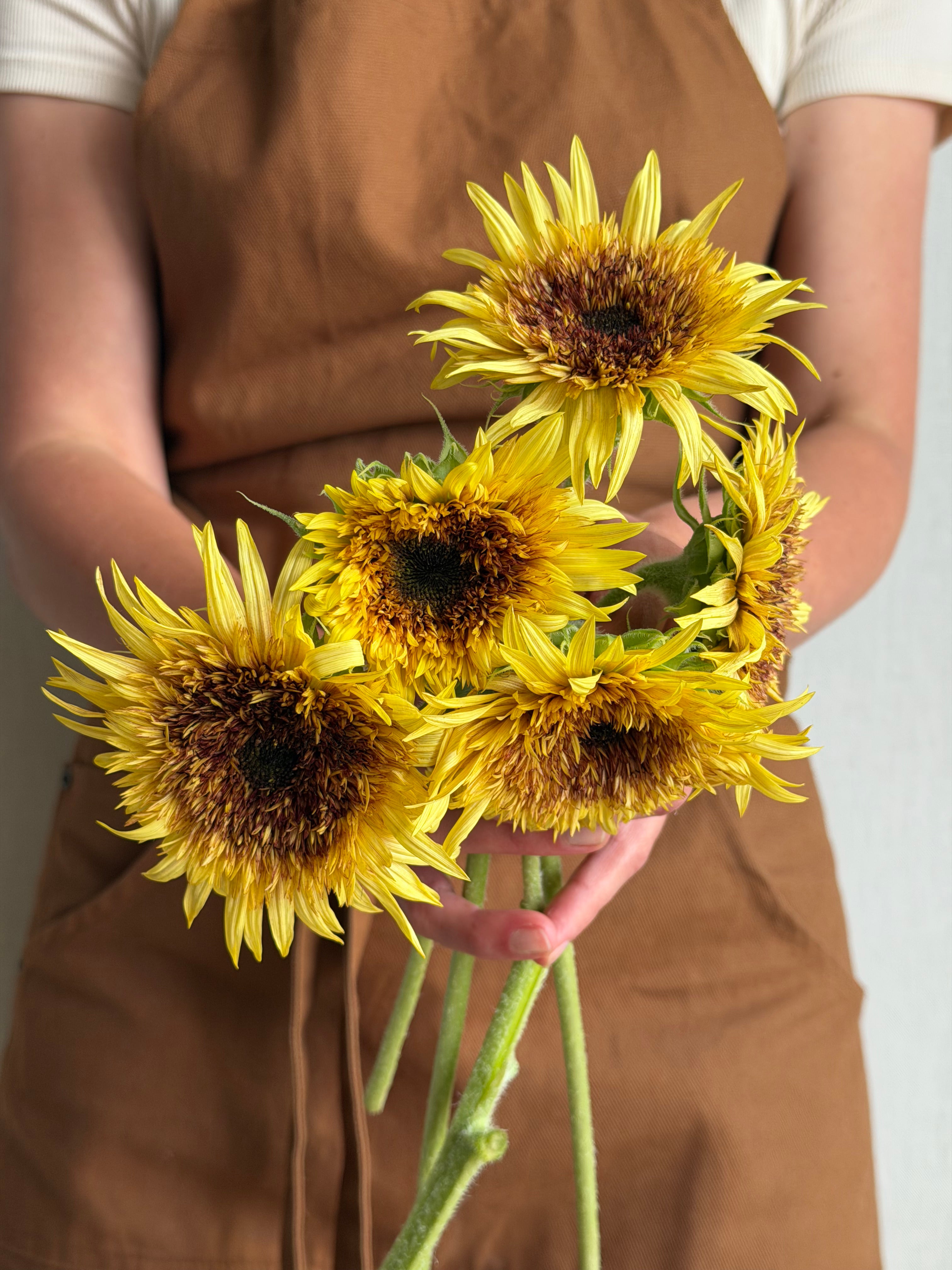Sunflower (Helianthus) Astra Rose - FluffyFlower