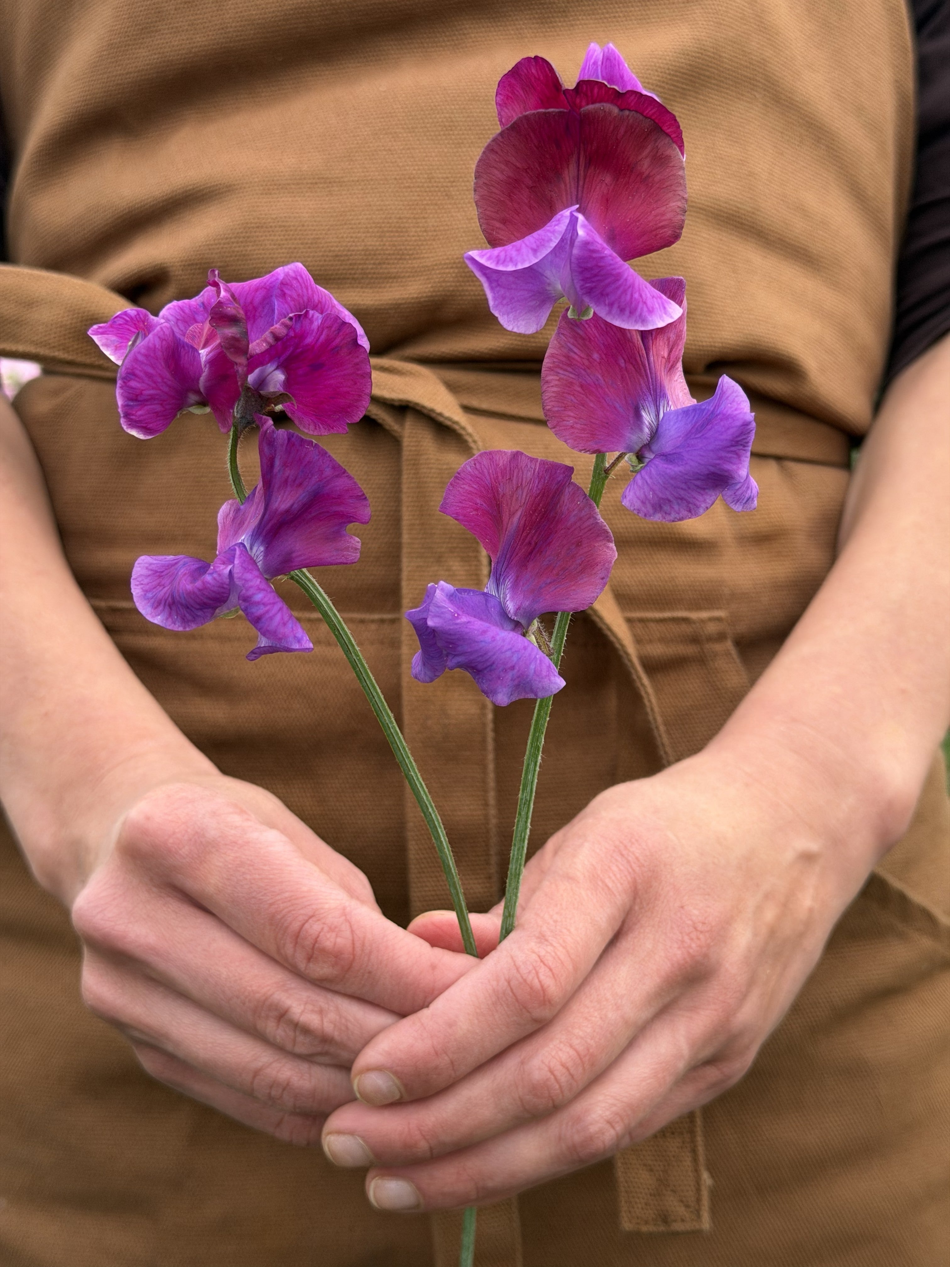 Sweet Pea Blue Shift-FluffyFlower