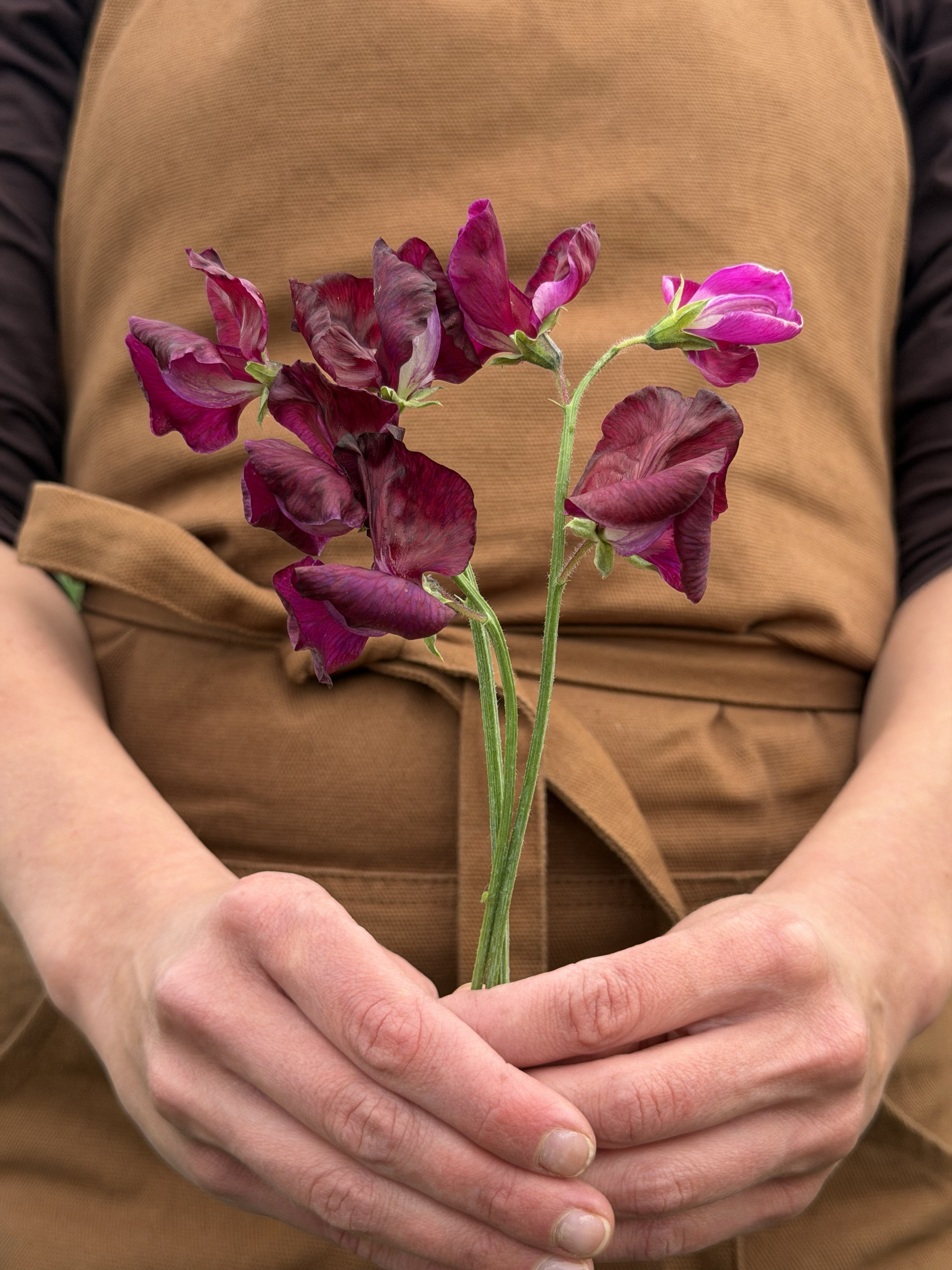 Sweet Pea Edd Fincham-FluffyFlower