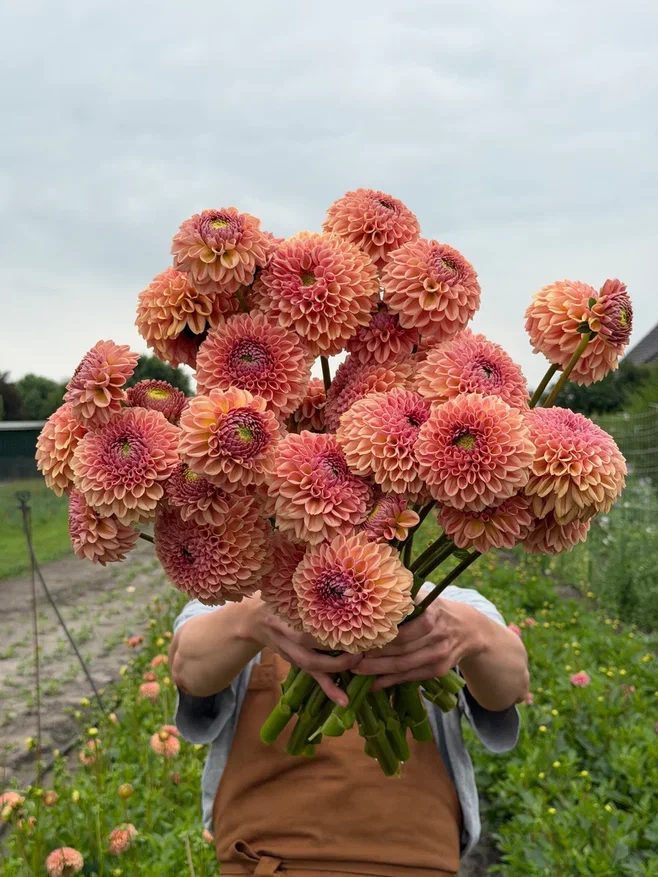 Dahlia Valley Tawny_FluffyFlower