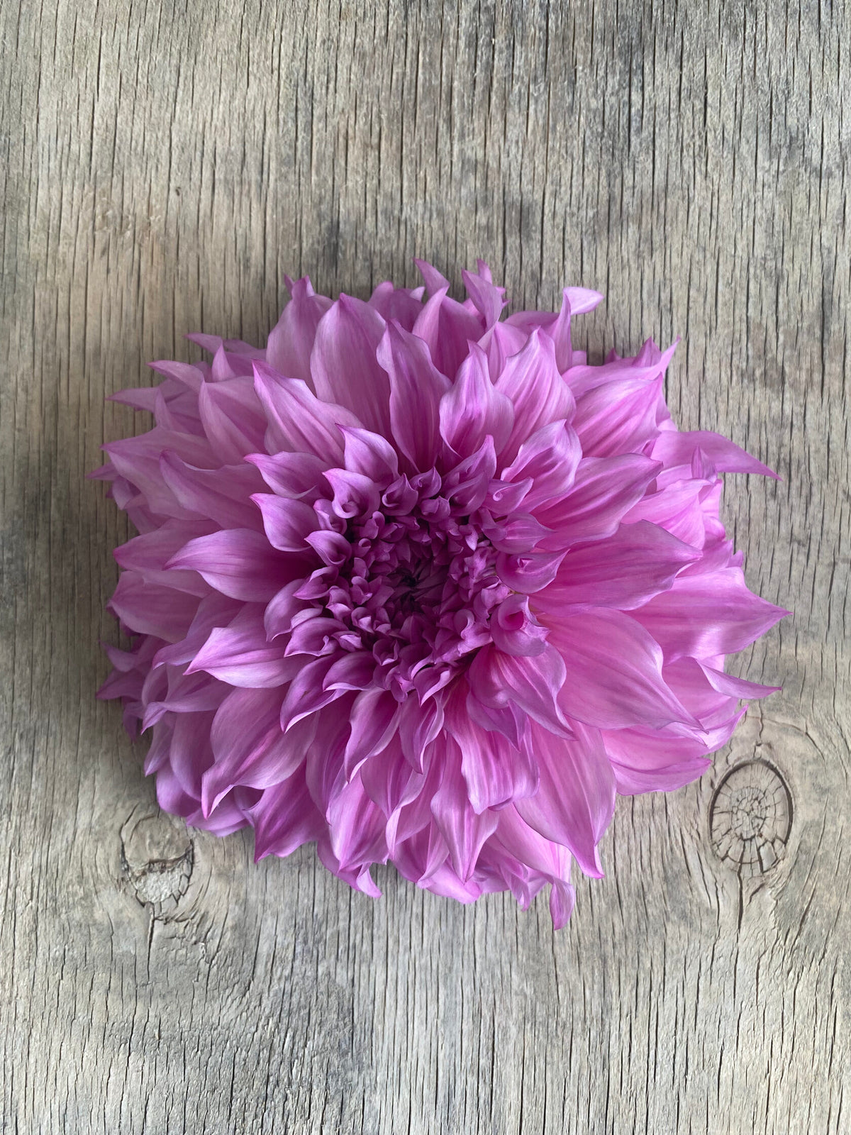 Vassio Meggos-FluffyFlower