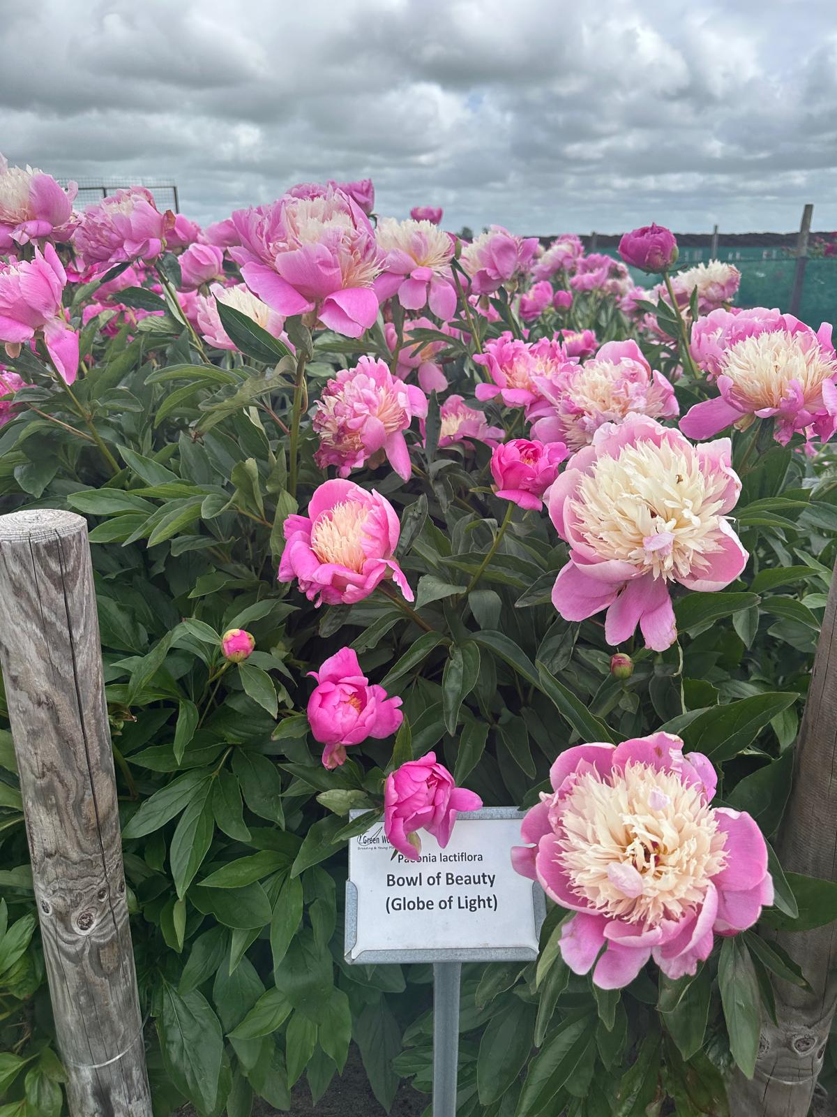 Peony Bowl of Beauty