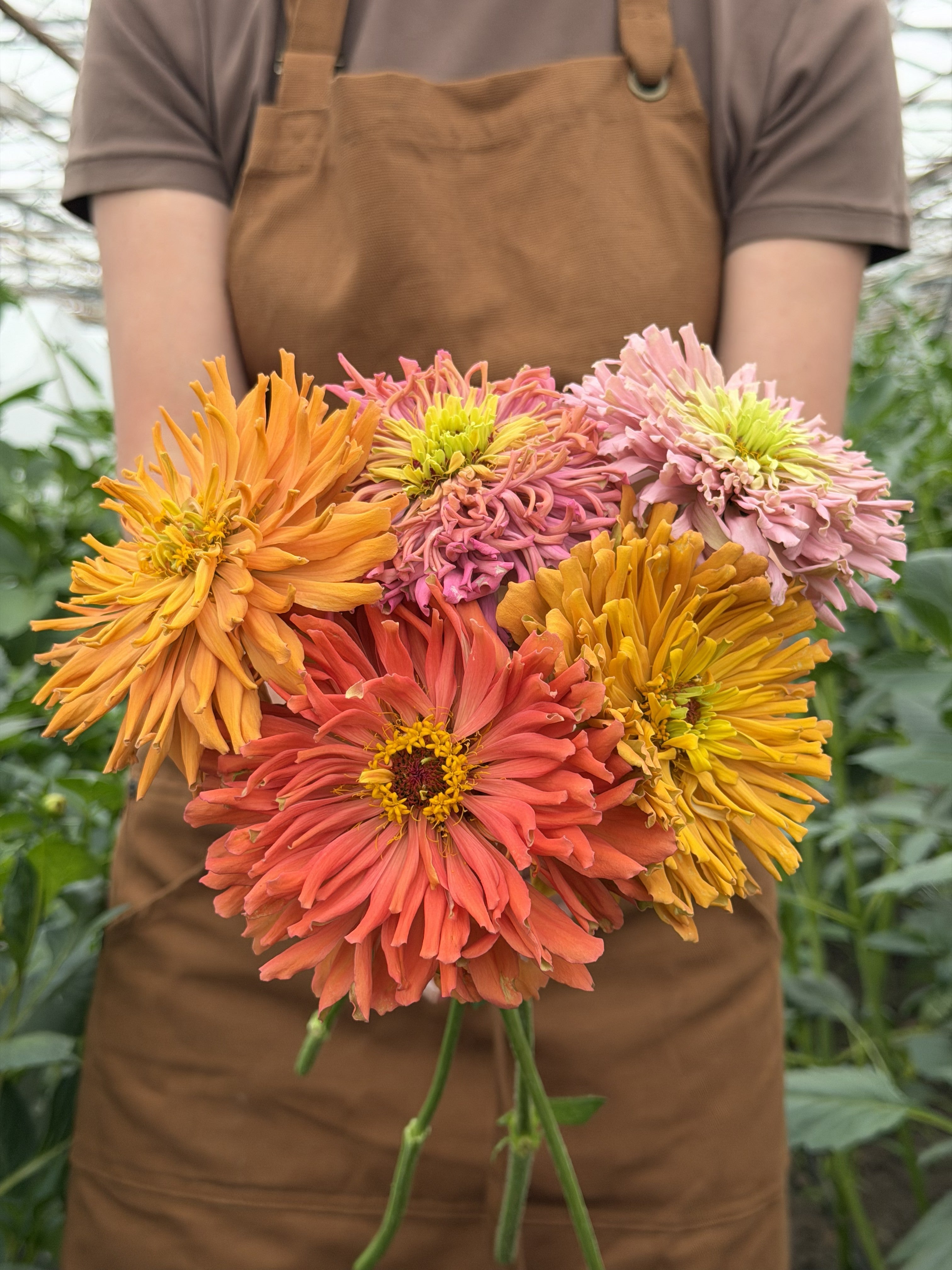 Zinnia-Agave-FluffyFlower