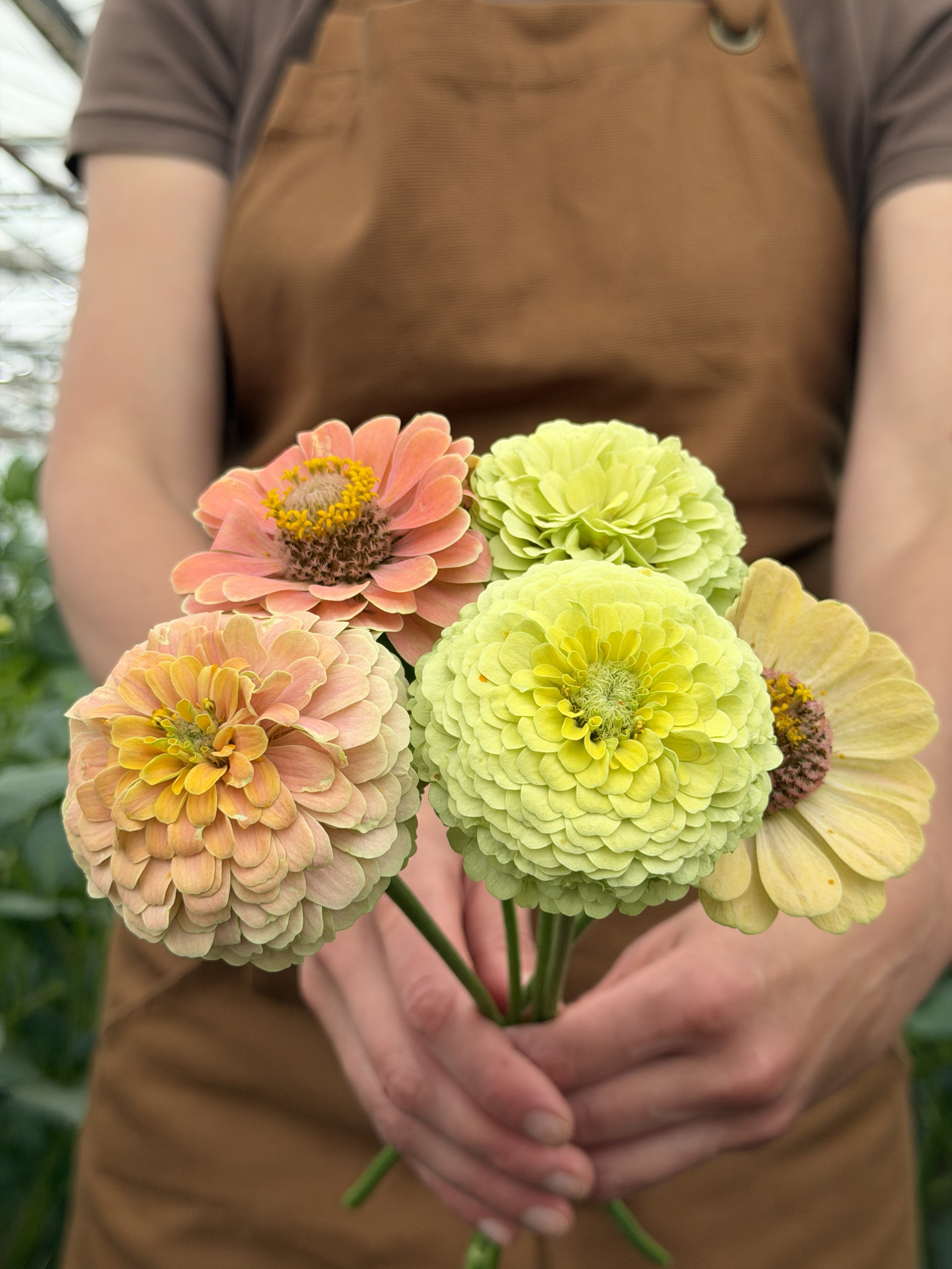 Zinnia Unicorn Mix-FluffyFlower