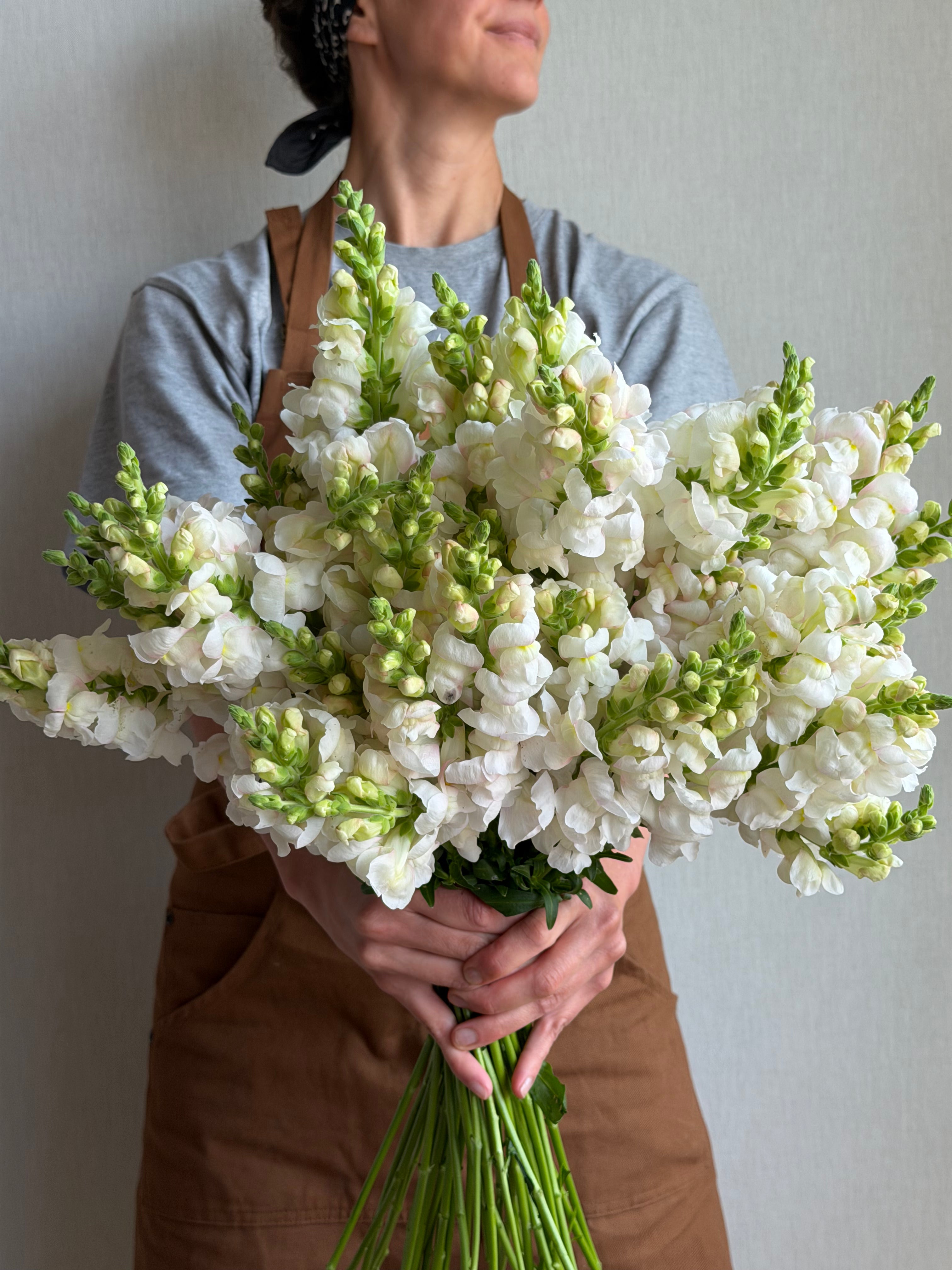 Antirrhinum Avignon Silver-FluffyFlower