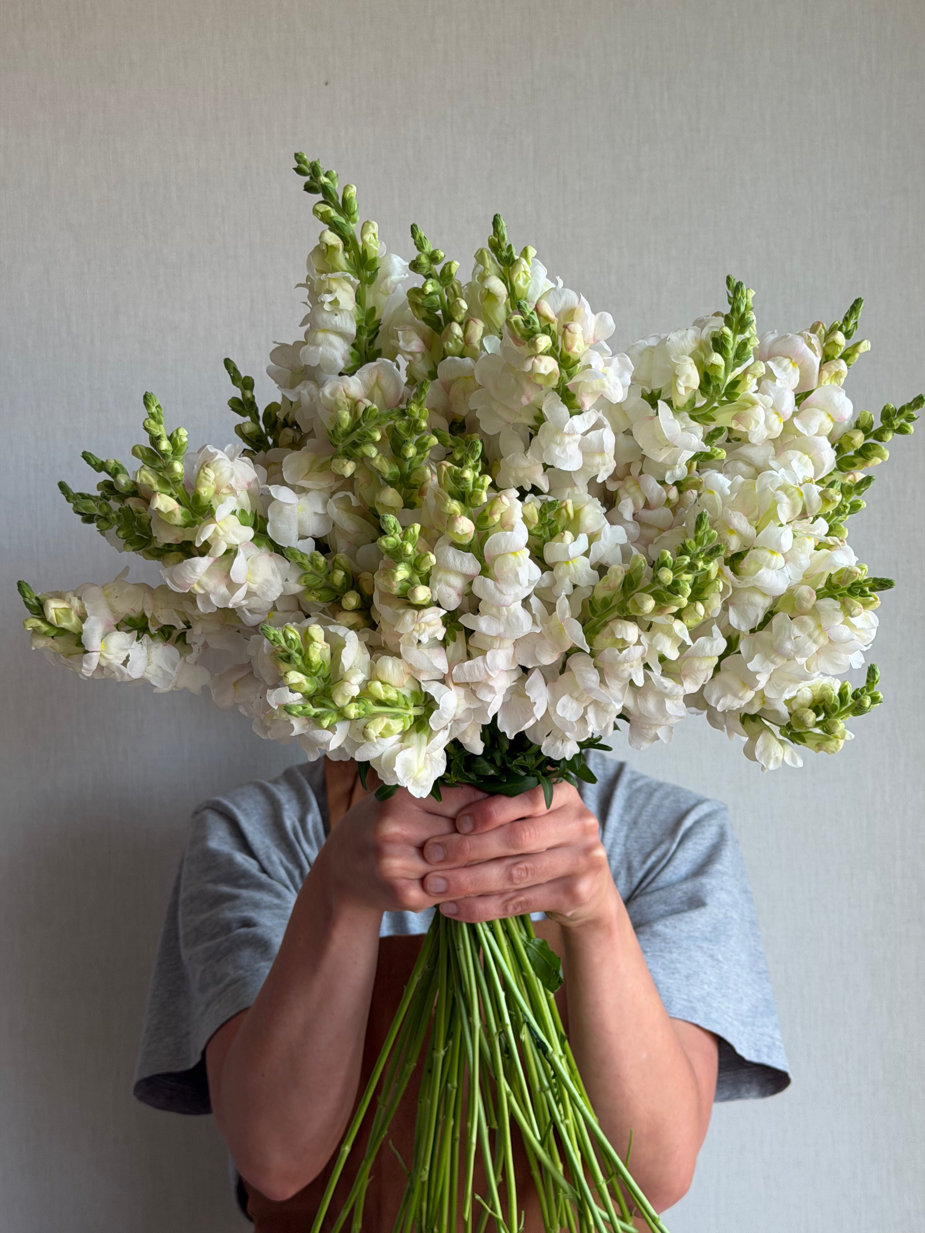 Antirrhinum Avignon Silver-FluffyFlower