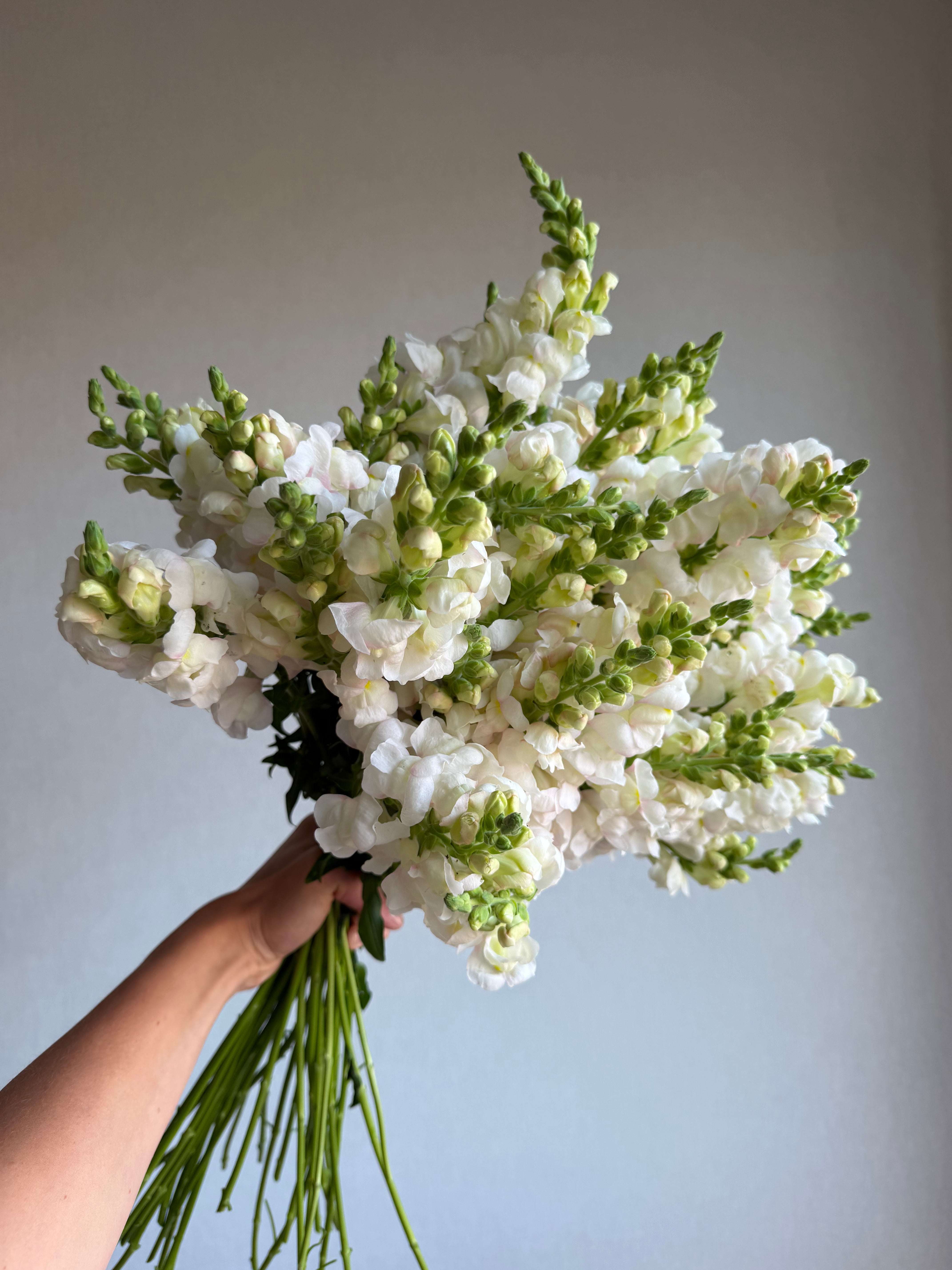 Antirrhinum Avignon Silver-FluffyFlower