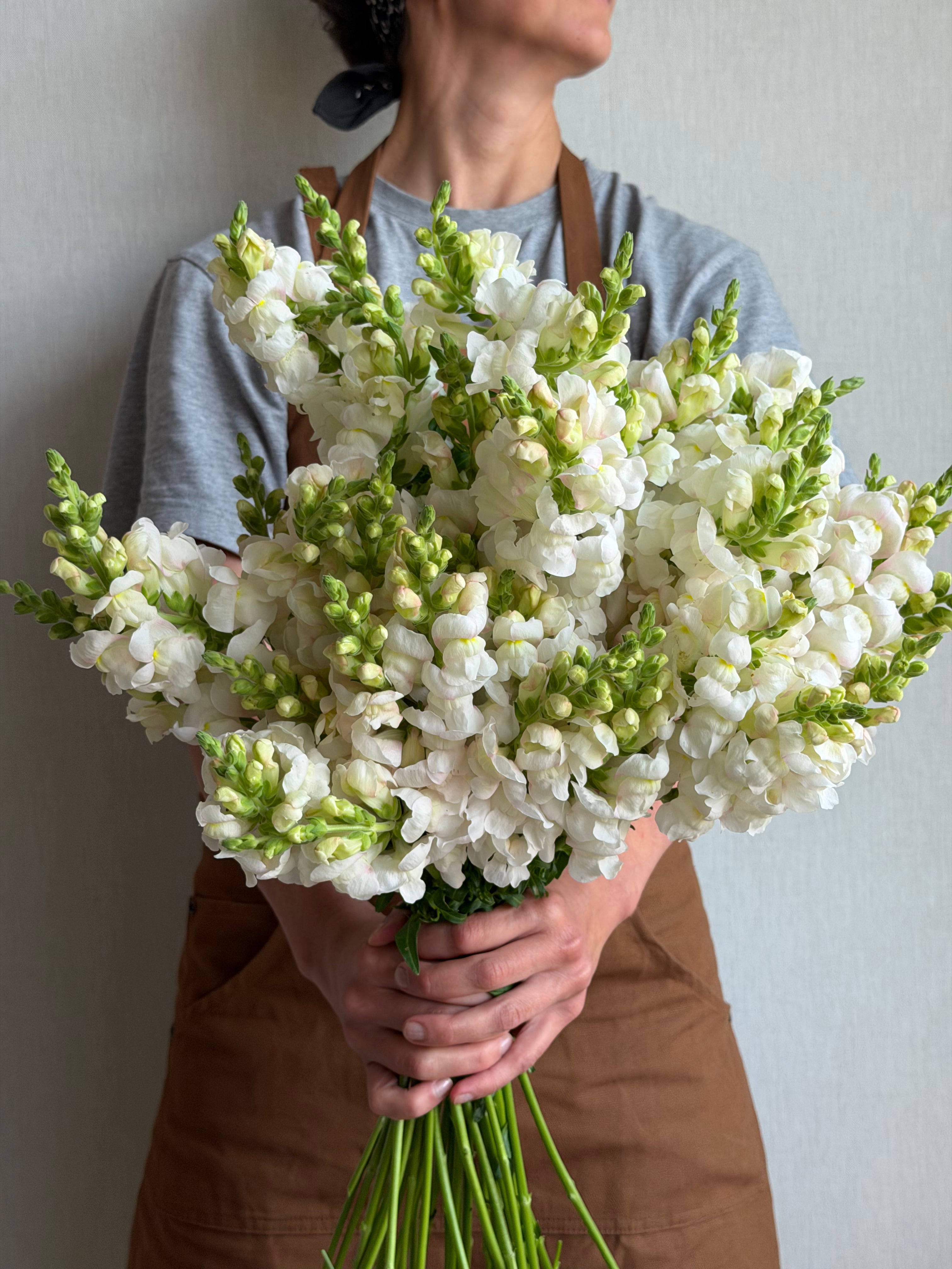 Antirrhinum Avignon Silver-FluffyFlower