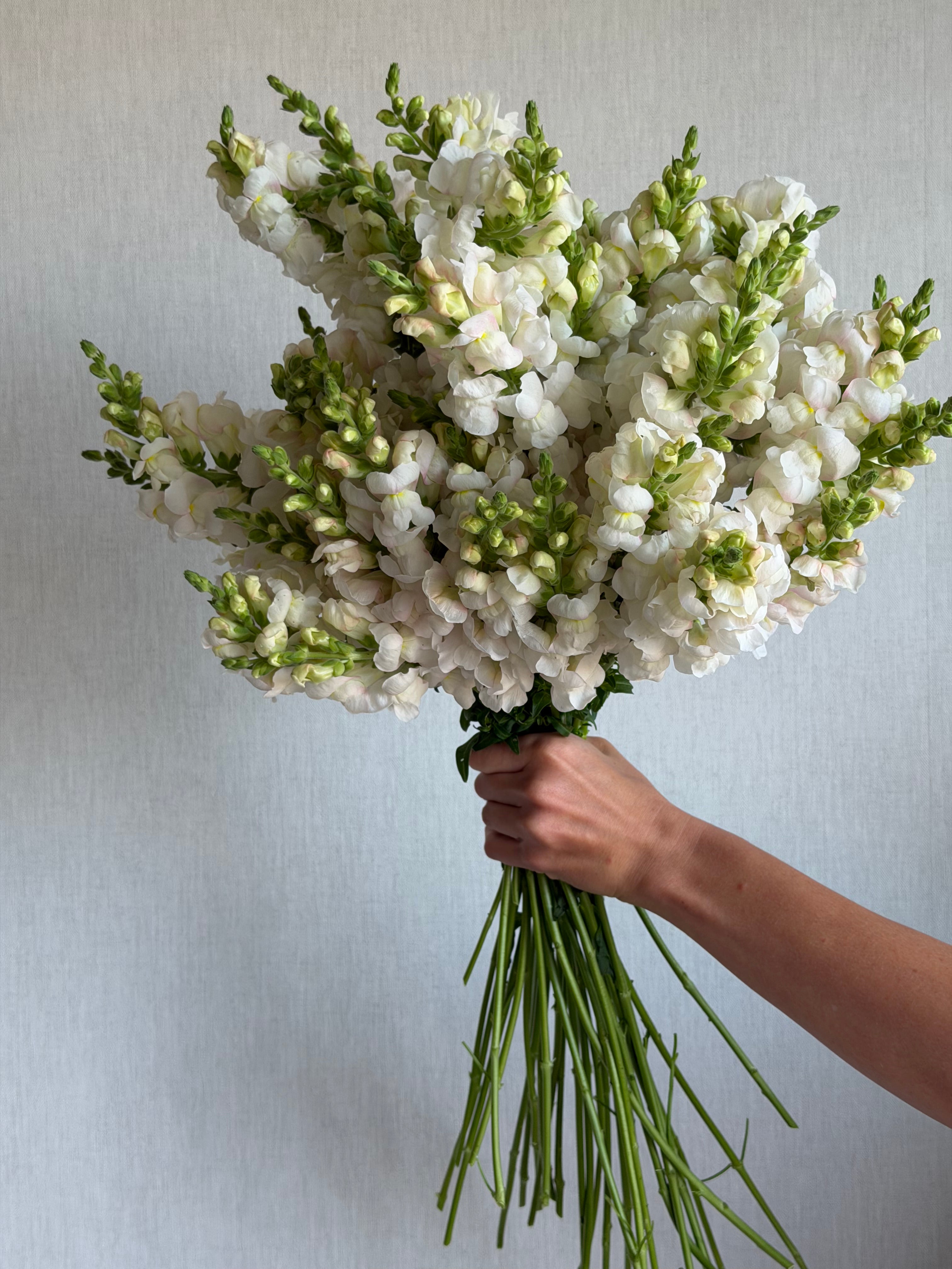 Antirrhinum Avignon Silver-FluffyFlower