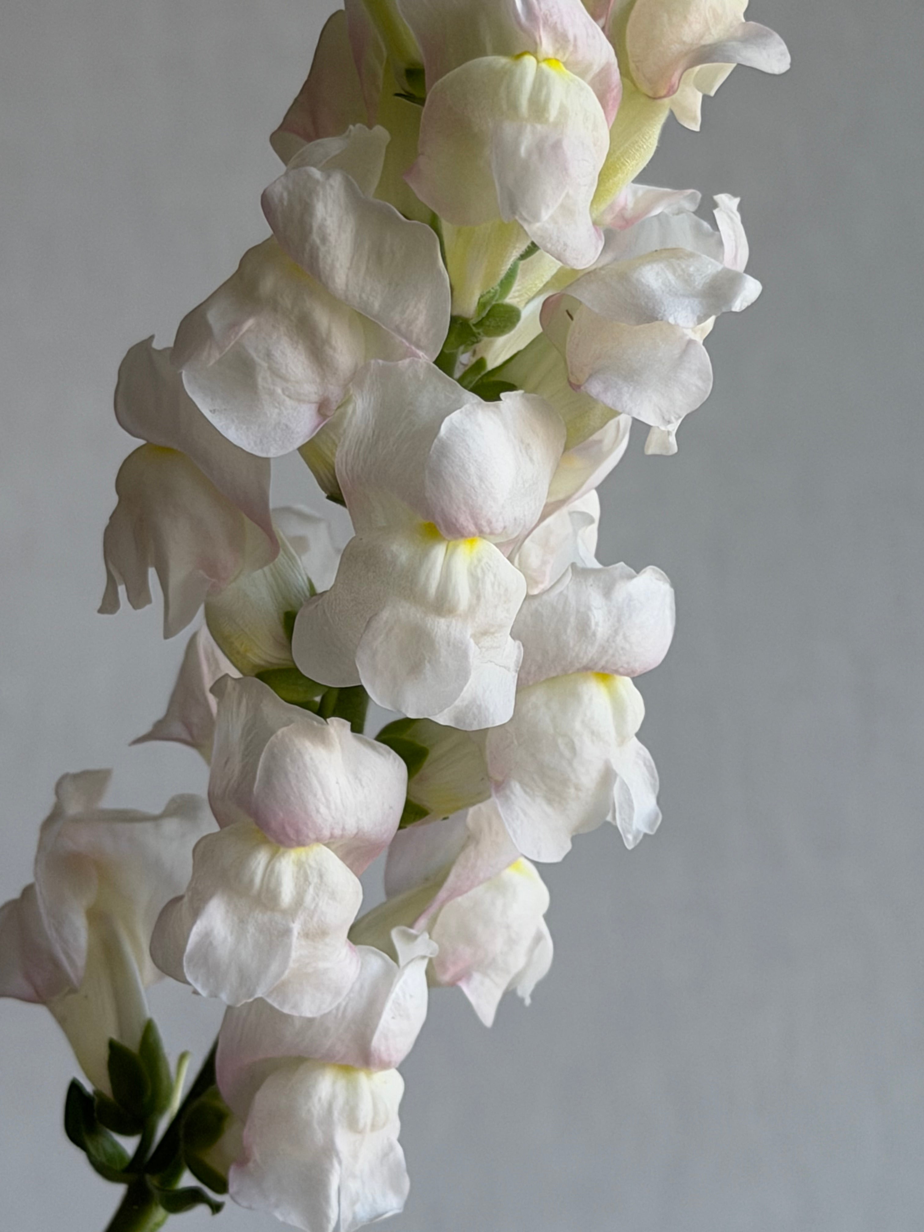 Antirrhinum Avignon Silver-FluffyFlower