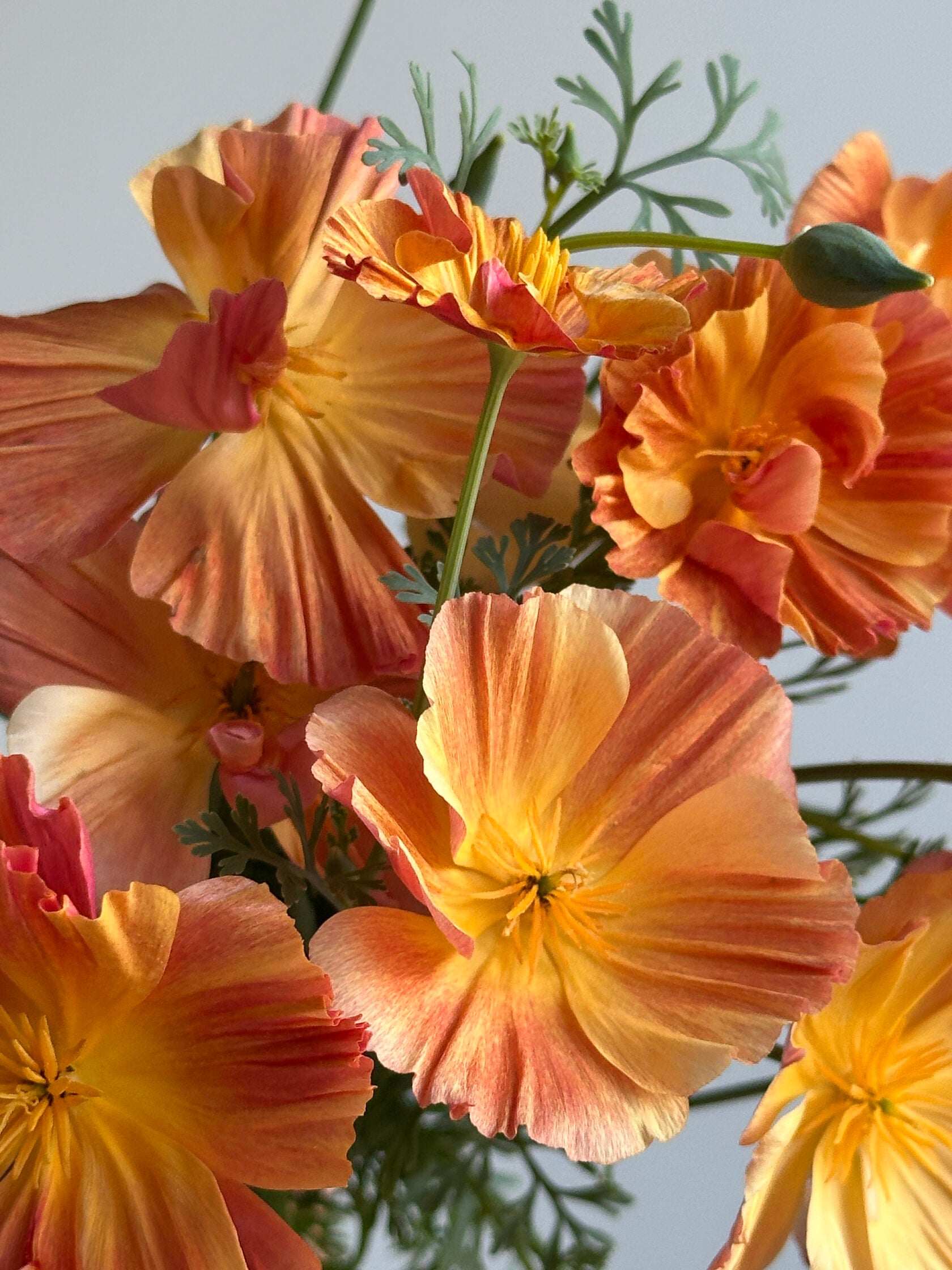 California Poppy Apricot Chiffon (Eschscholzia)