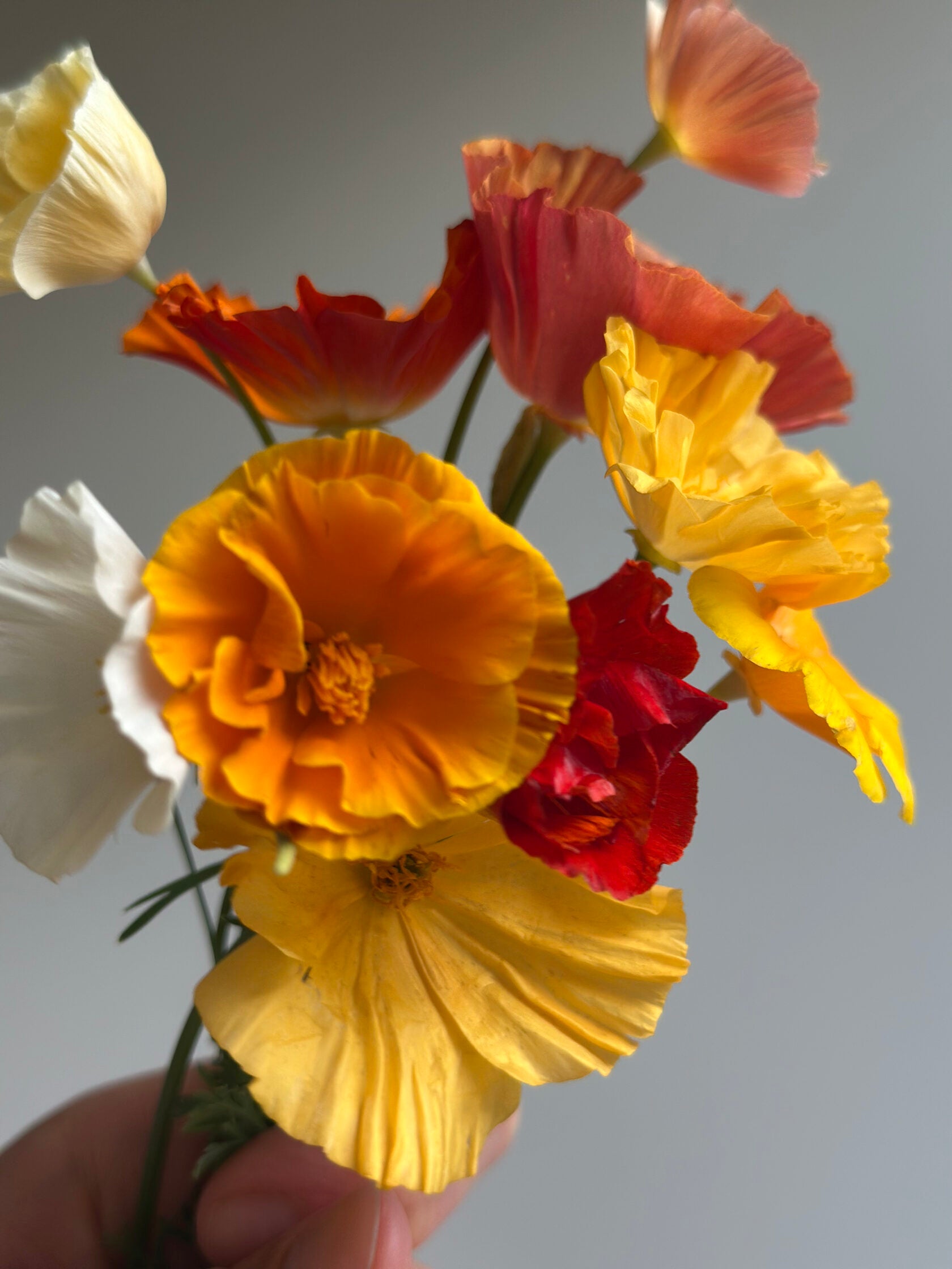 California Poppy Shades Mix