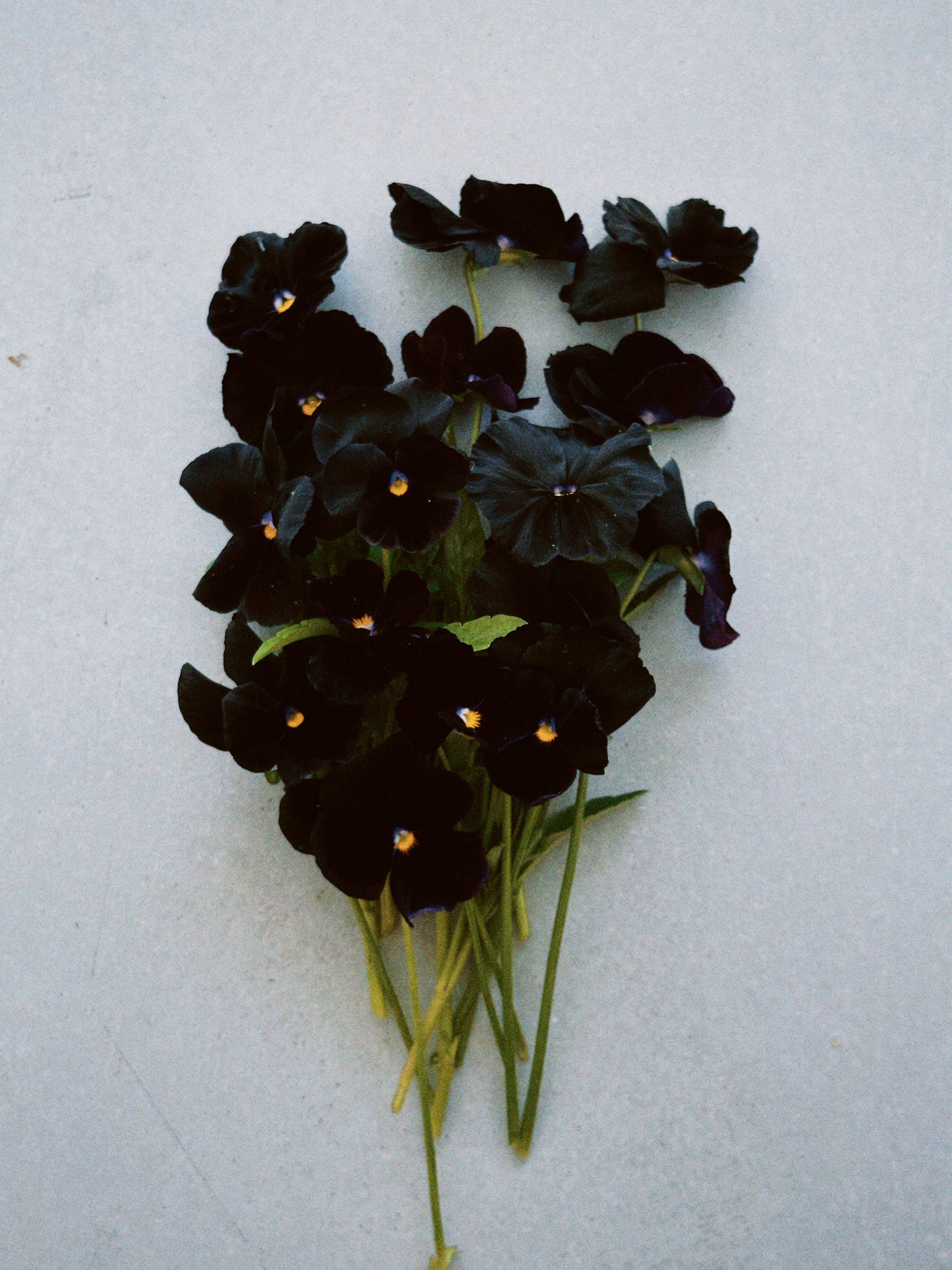 Viola Black Crystal