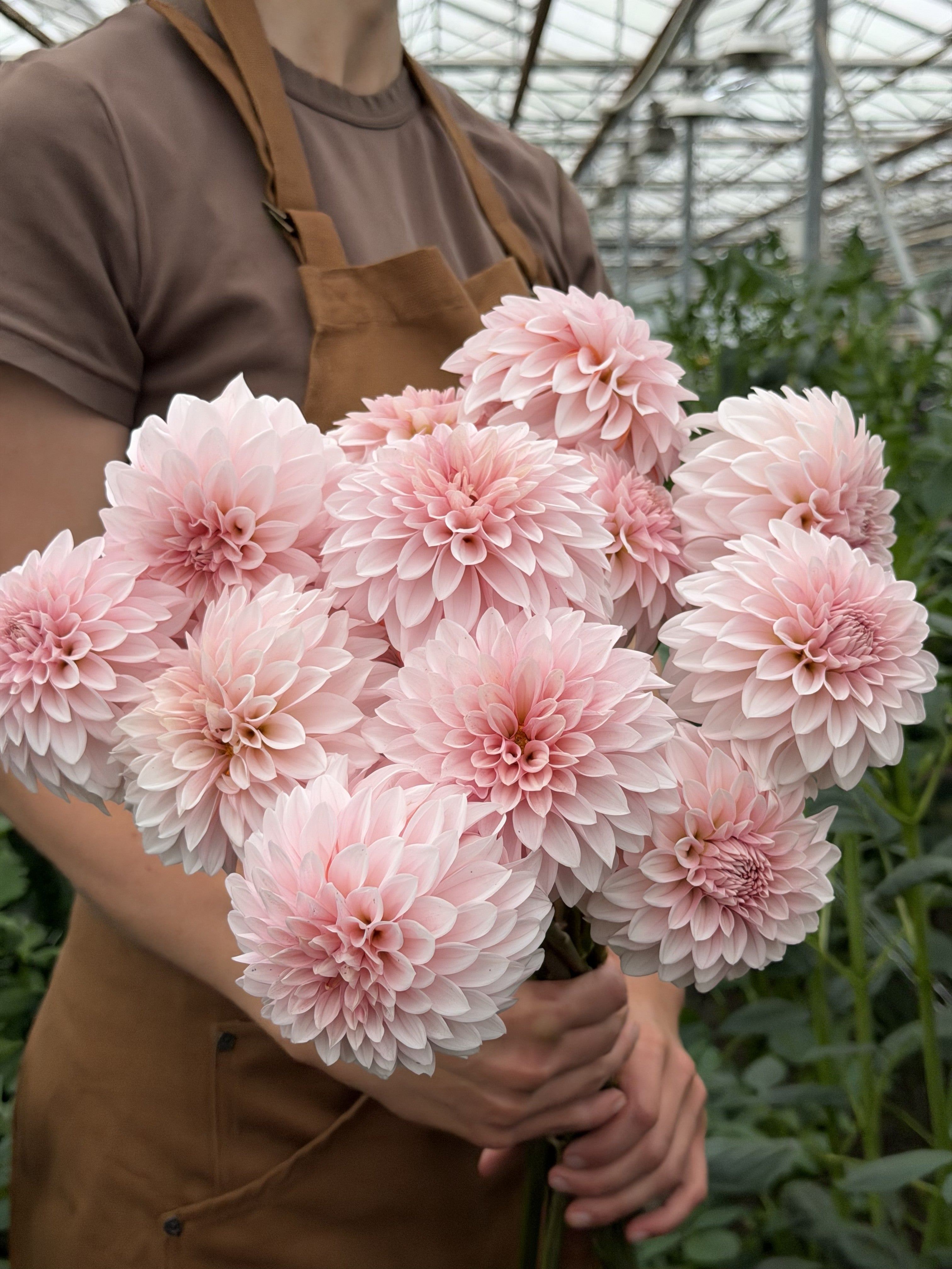 Dahlia RM Baby Girl – soft blush-pink decorative dahlia blooms – FluffyFlower