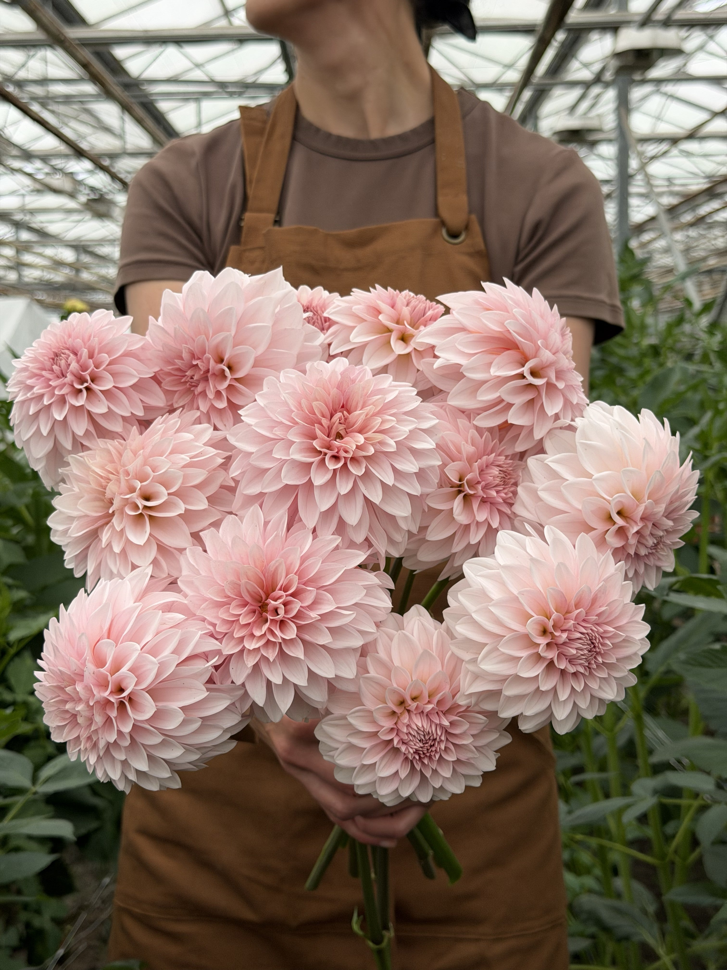 Dahlia RM Baby Girl – soft blush-pink decorative dahlia blooms – FluffyFlower