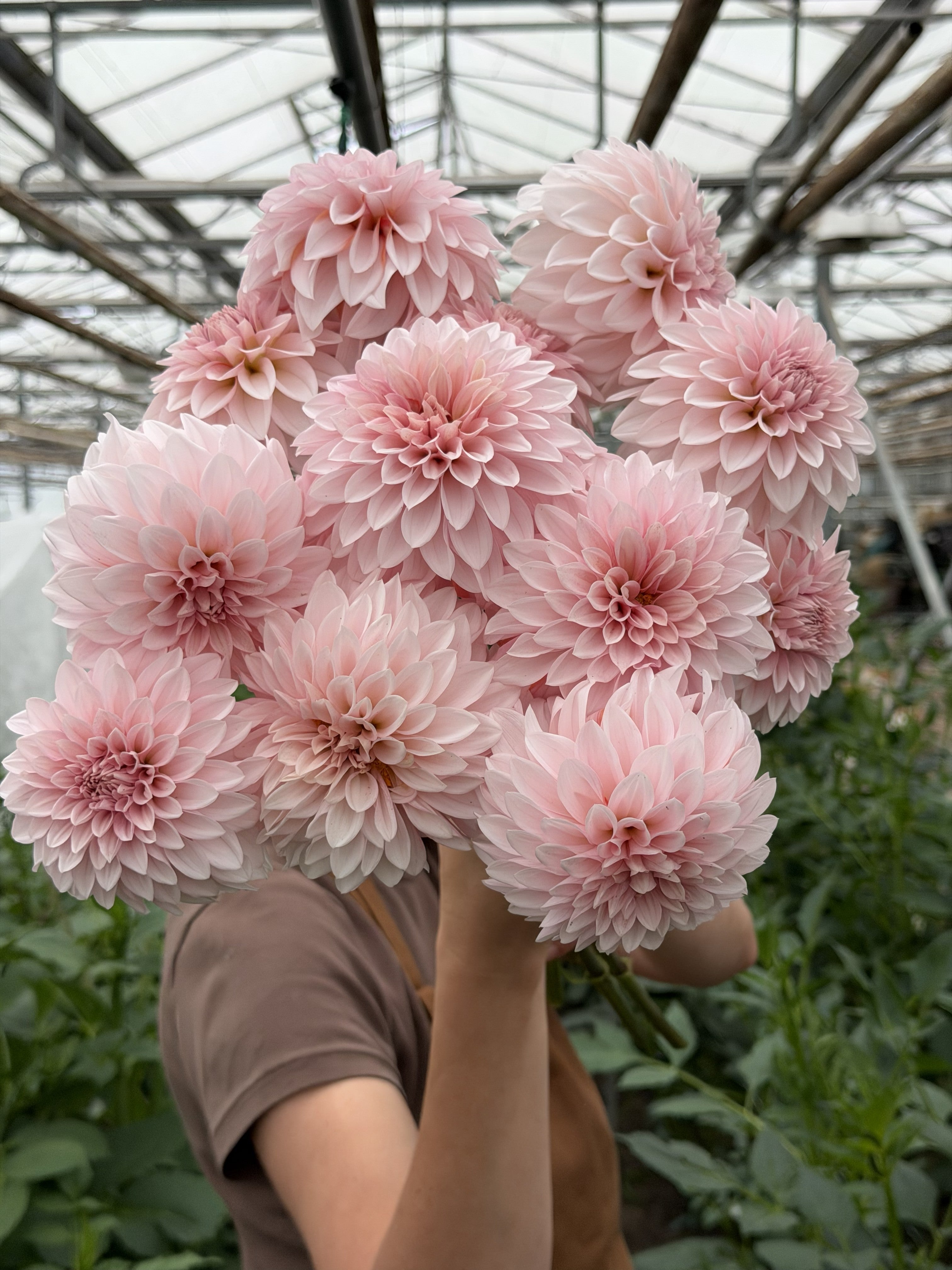Dahlia RM Baby Girl – soft blush-pink decorative dahlia blooms – FluffyFlower