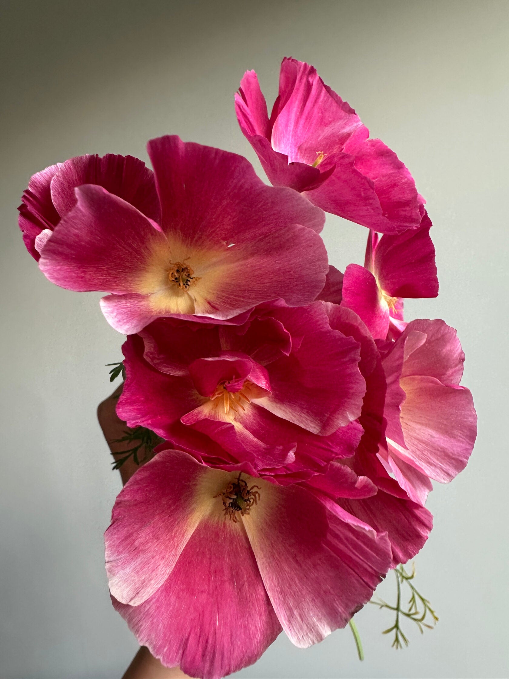 California Poppy Appleblossom pink (Eschscholzia)