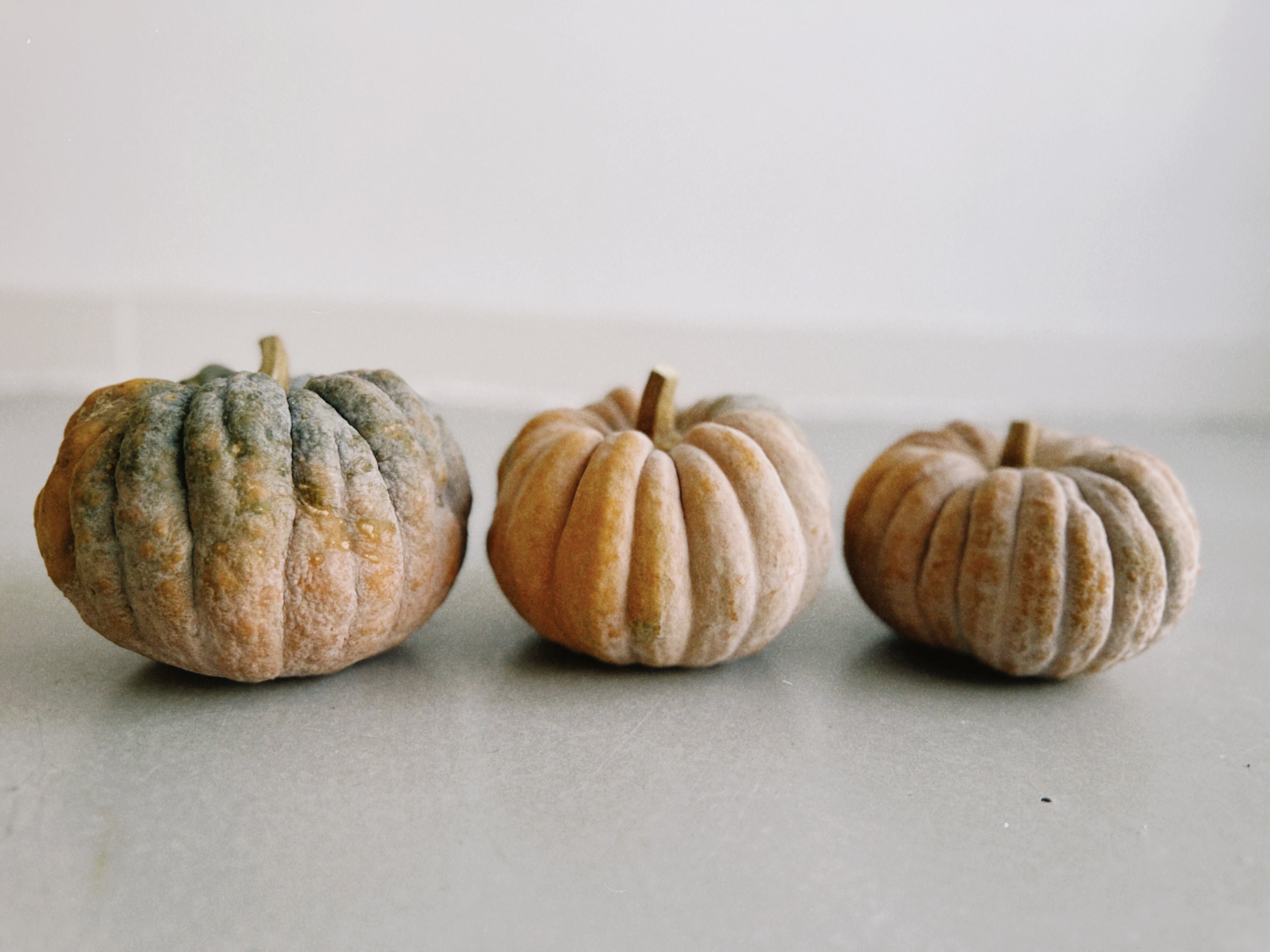 Decorative Pumpkin Futsu Black Early