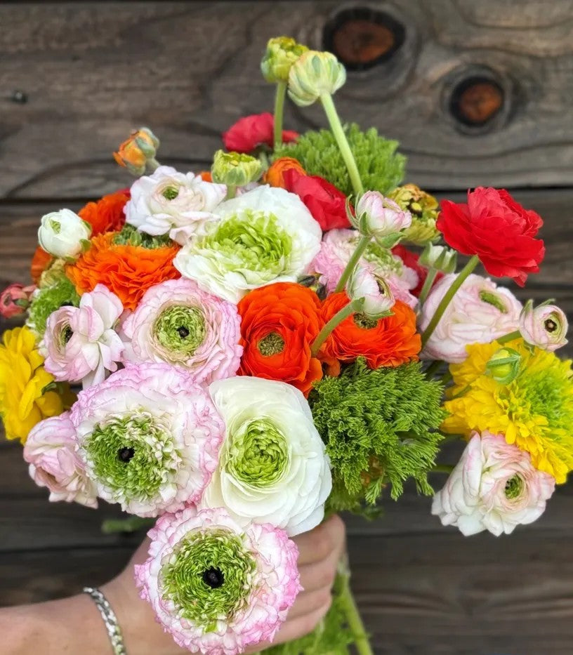 Ranunculus Festival Mix
