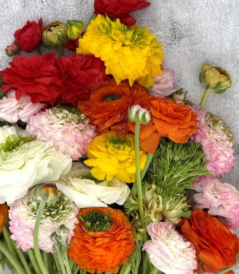 Ranunculus Festival Mix