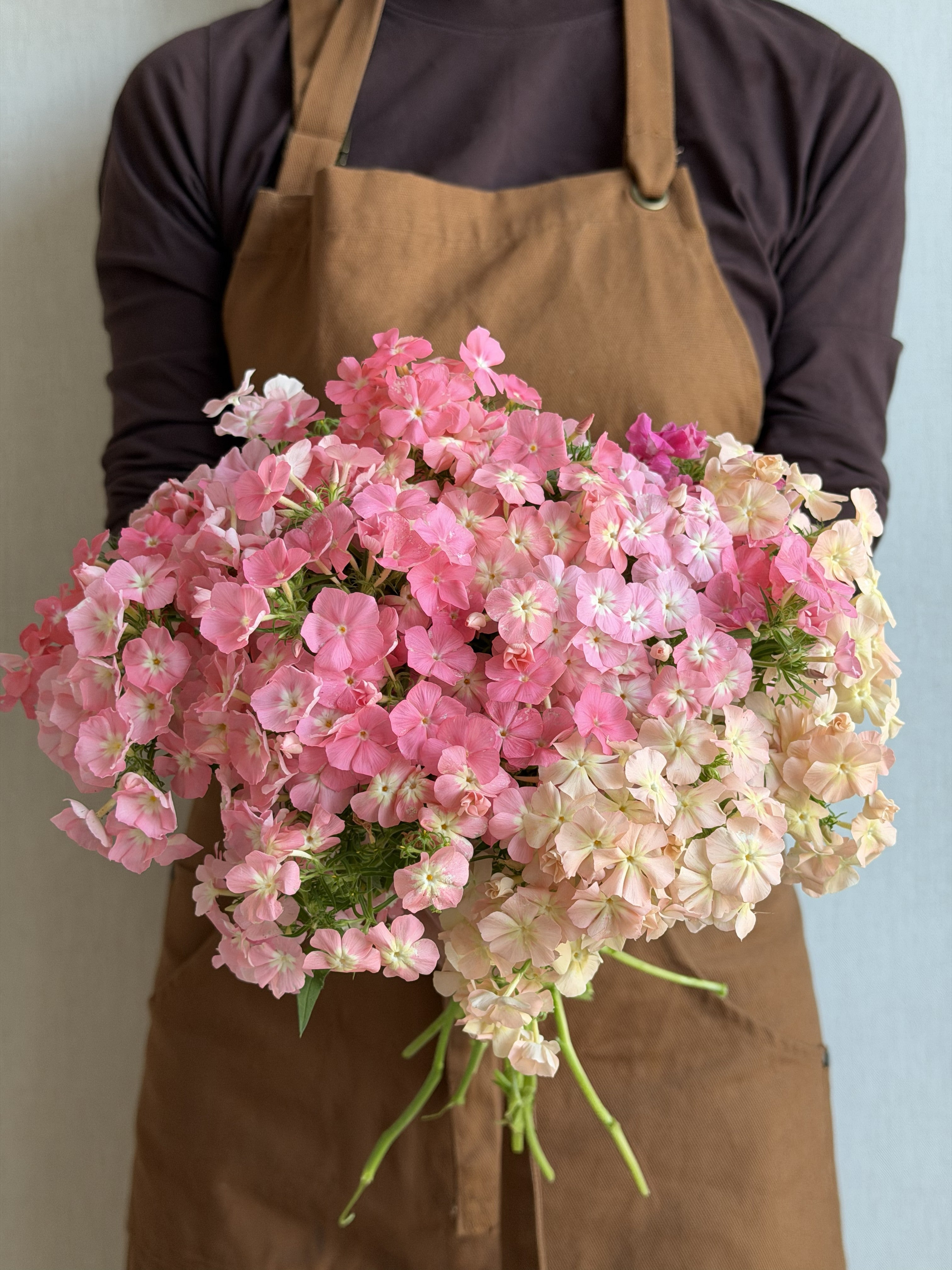 Phlox Coral Reef-FluffyFlower
