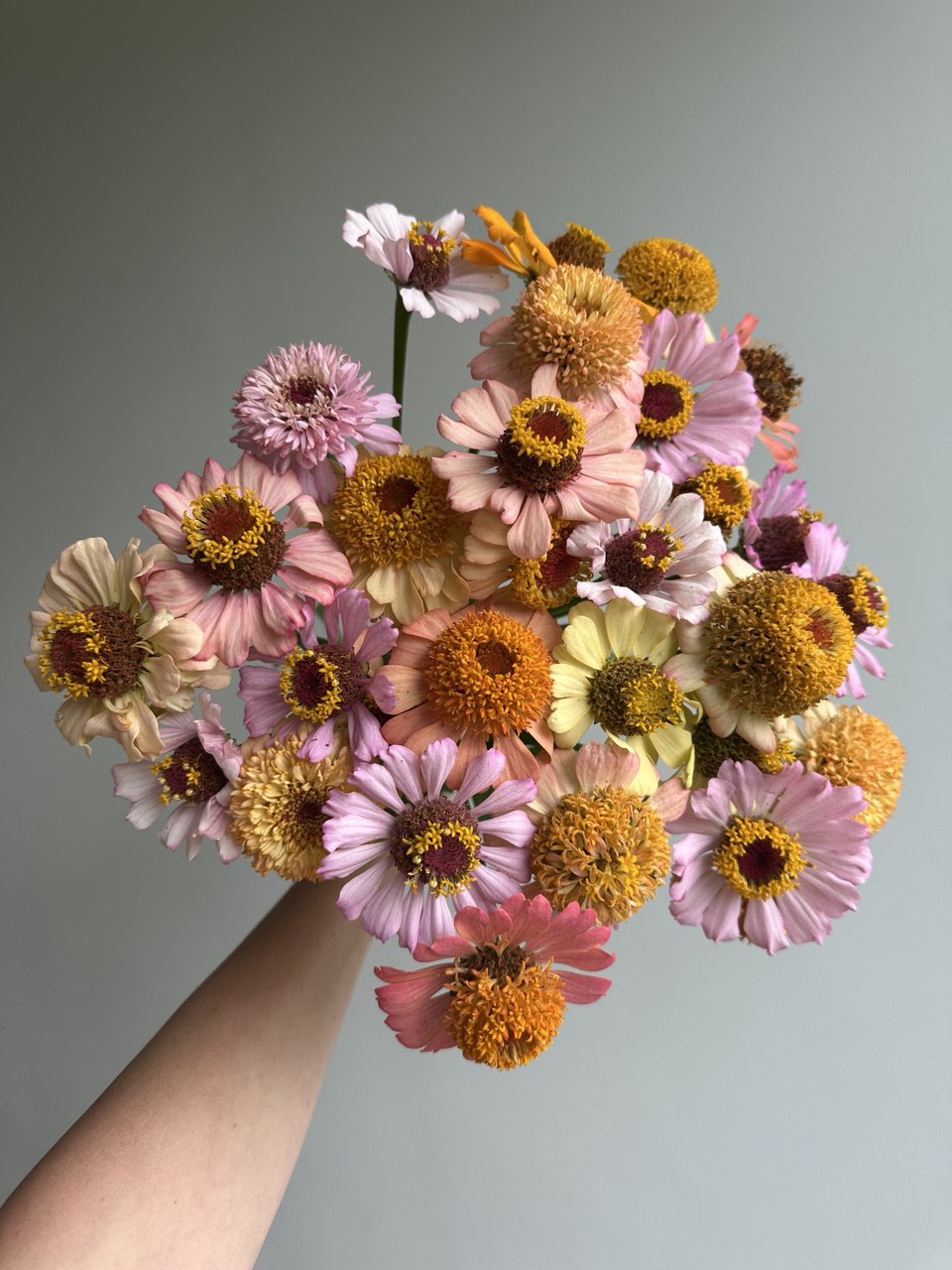 Zinnia Zinderella Pastel