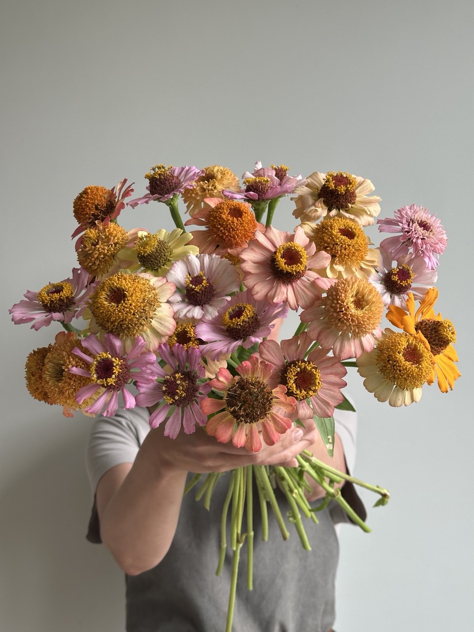 Zinnia Zinderella Pastel