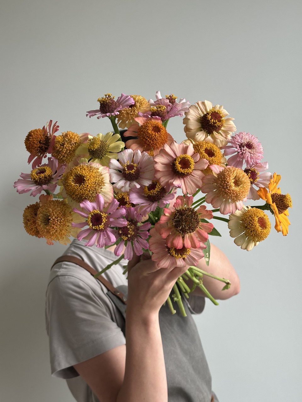 Zinnia Zinderella Pastel