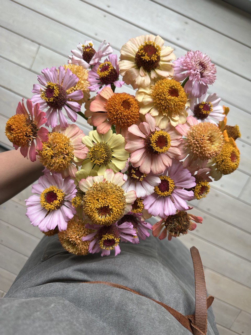 Zinnia Zinderella Pastel
