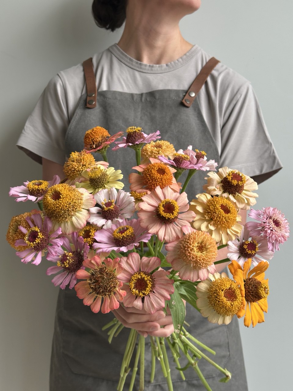 Zinnia Zinderella Pastel